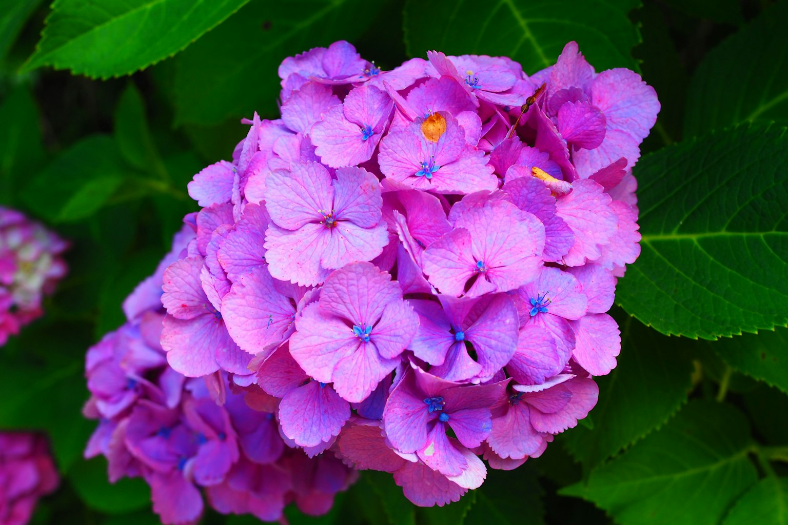 Vibrante grupo de flores de hortensia moradas sobre fondo de hojas verdes