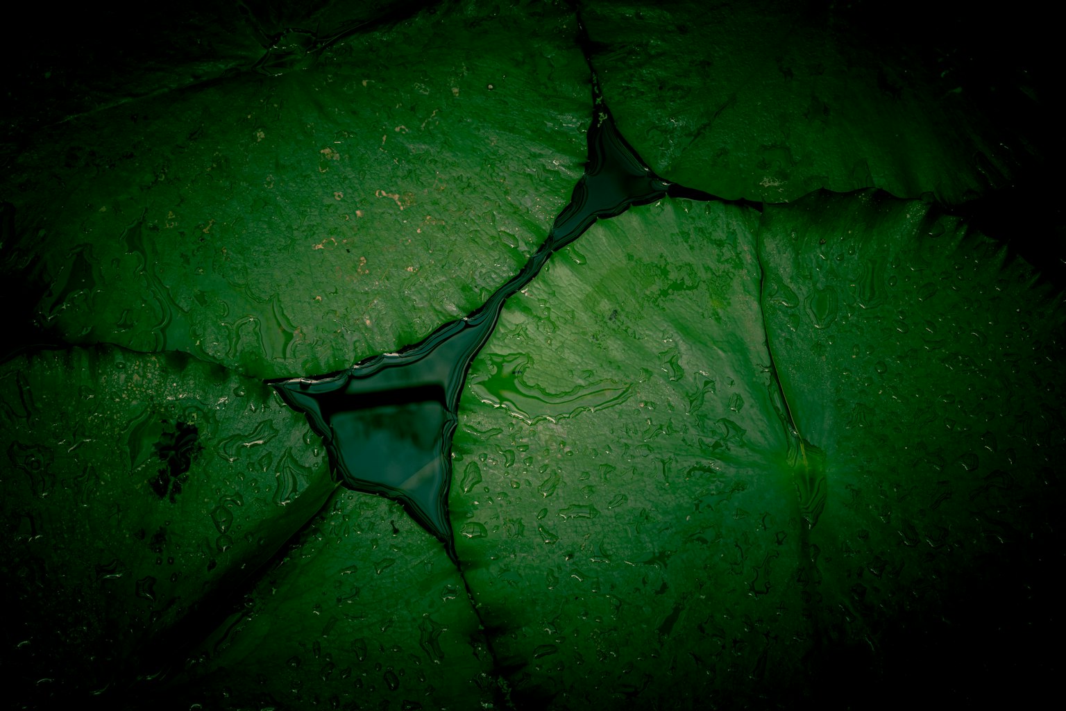 Acercamiento de hojas verdes con venas y textura prominentes