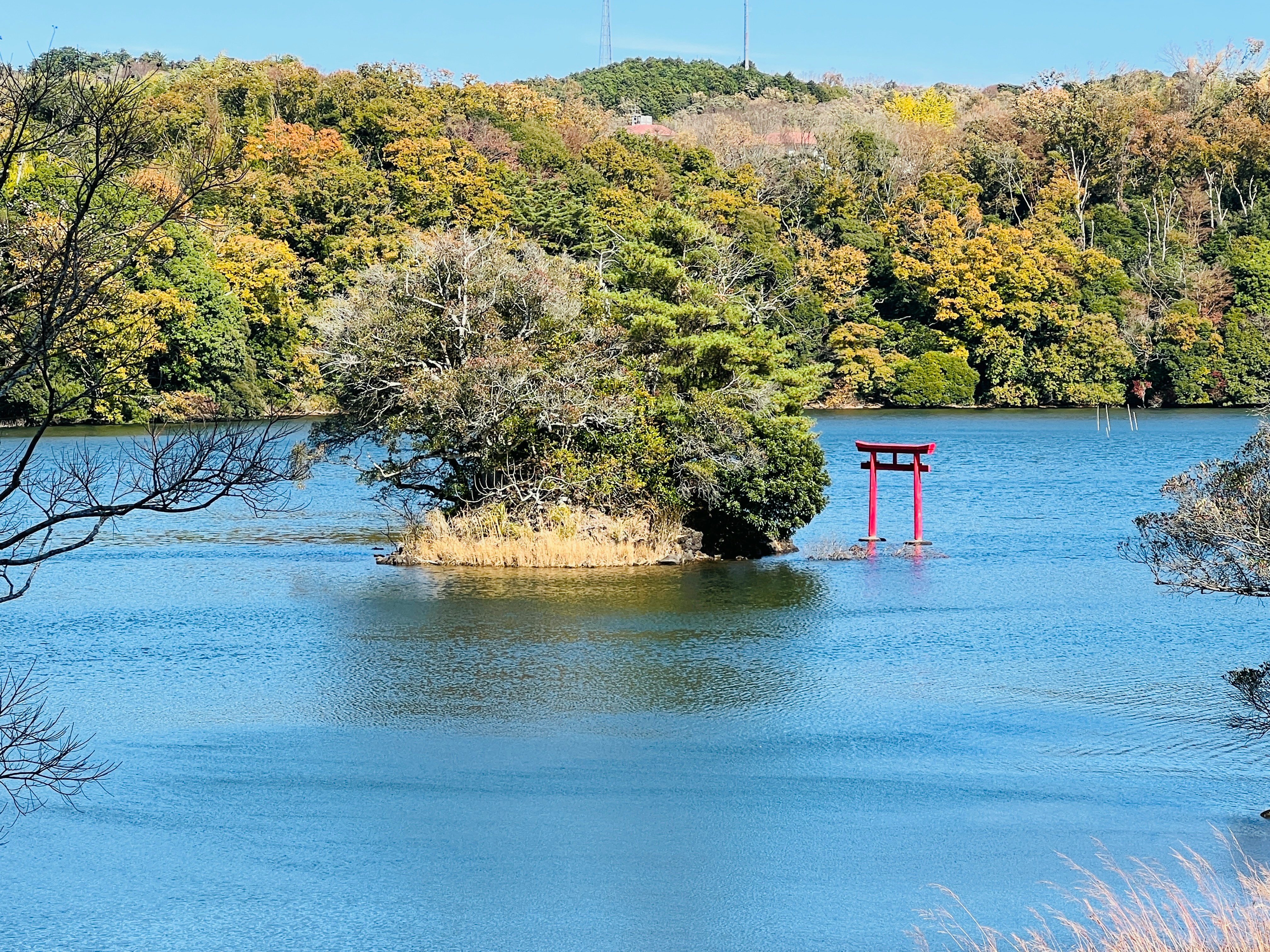 湖畔的鸟居与树木及平静水面