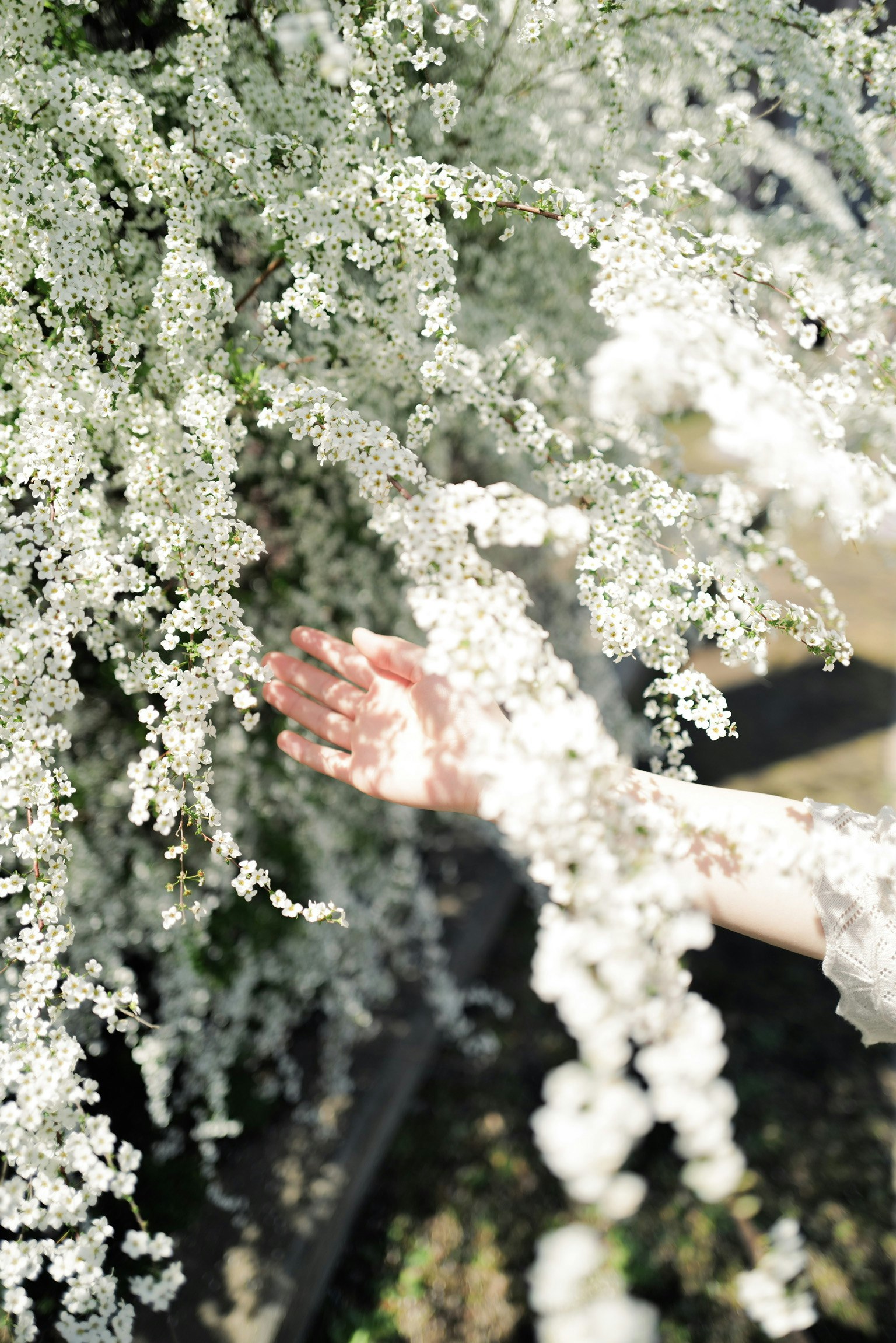Eine Hand, die sich nach herabfallenden weißen Blumen streckt