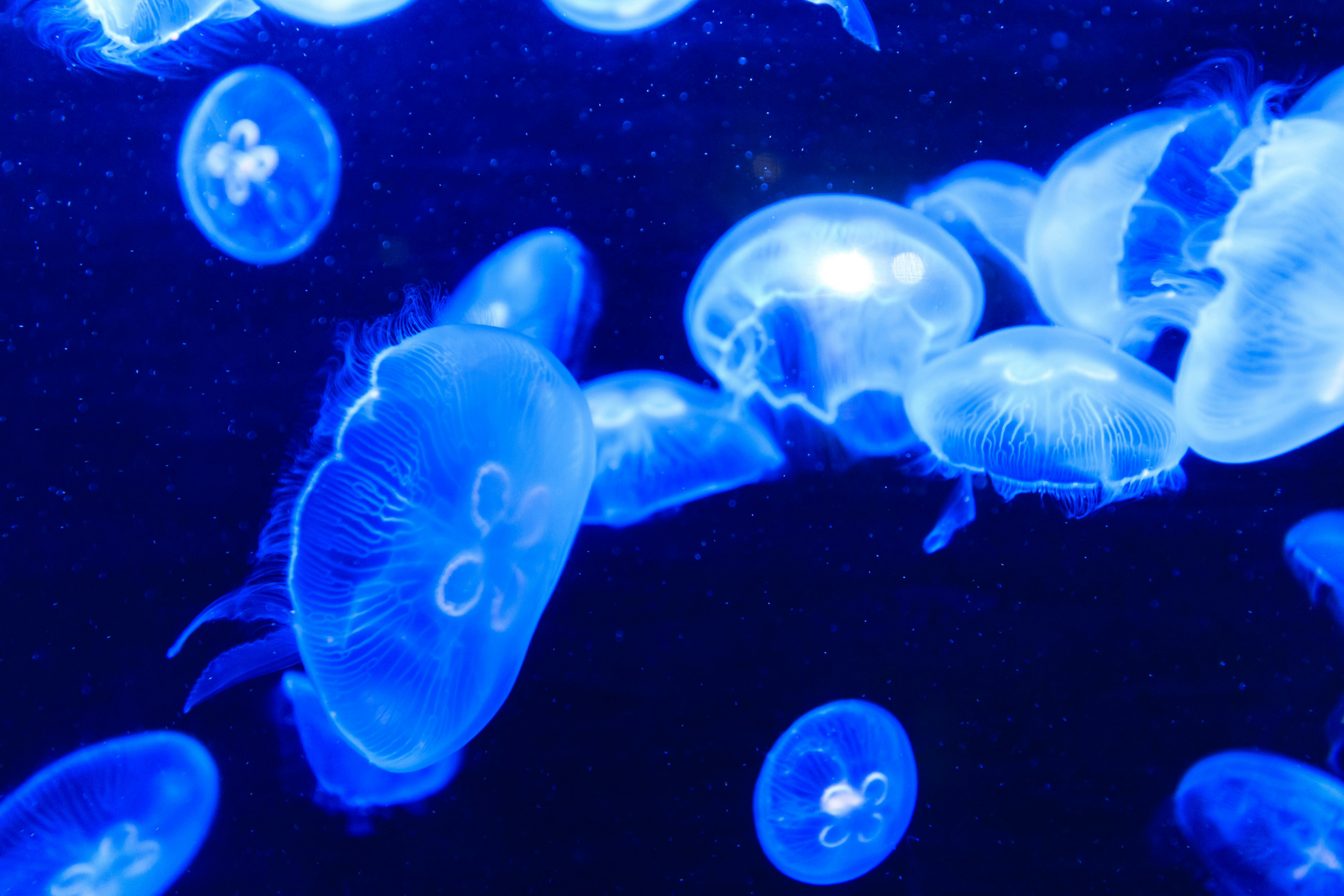 青く発光するクラゲの群れが漂う海中の光景