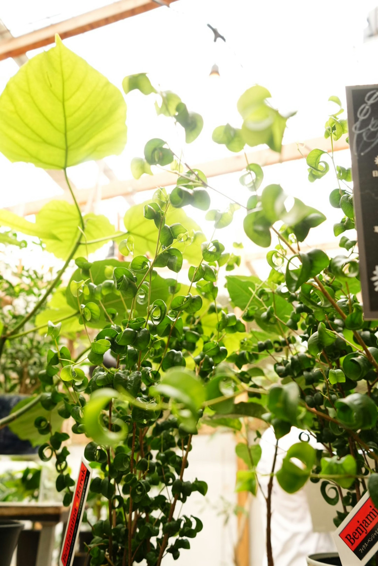 緑豊かな植物が生い茂る温室の内部の様子
