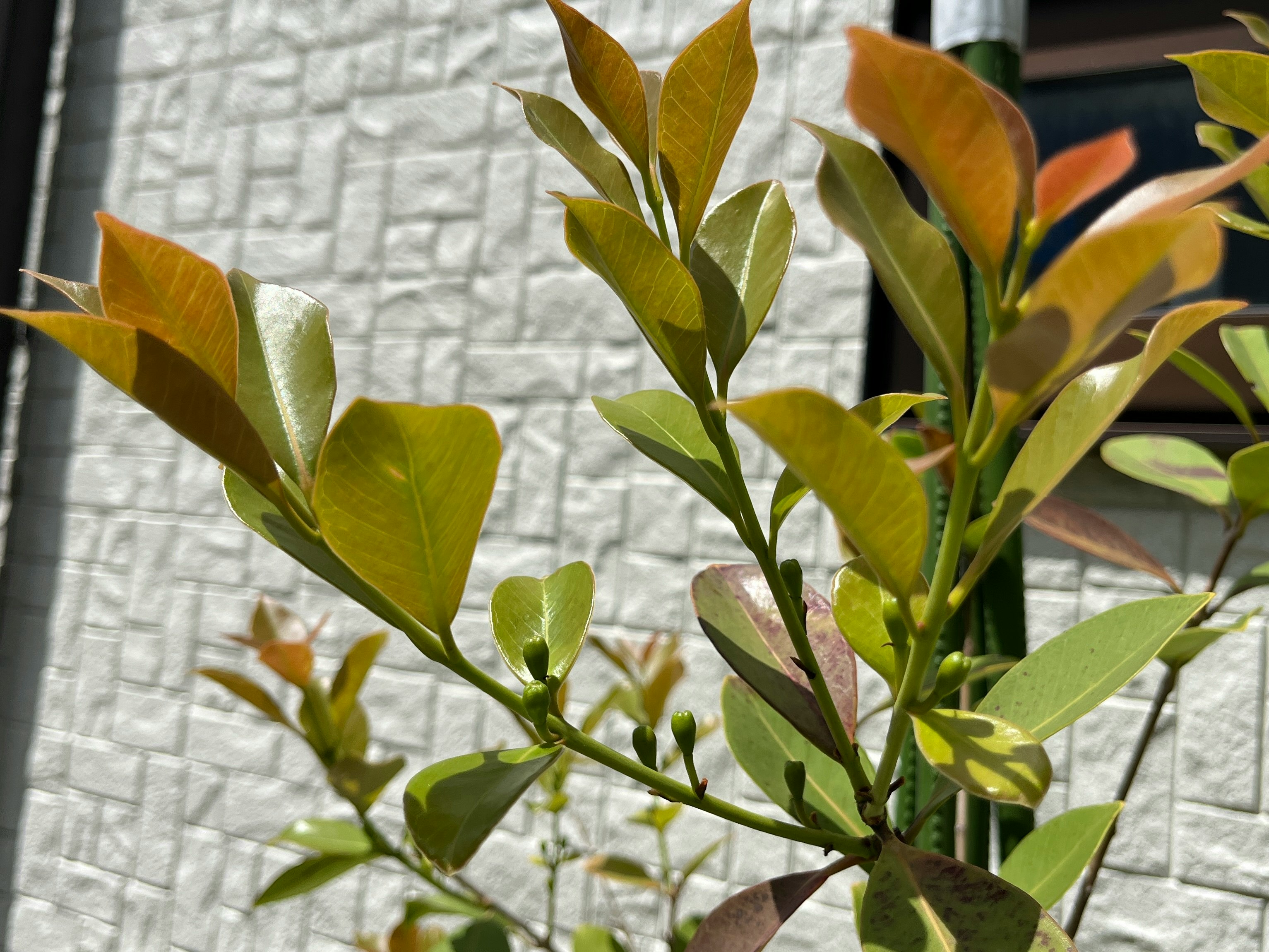 白いレンガ壁の前にある観葉植物の葉