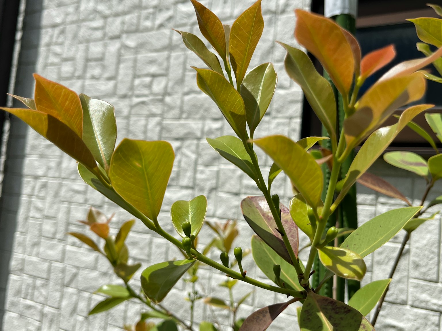 Primer plano de una planta verde con hojas nuevas
