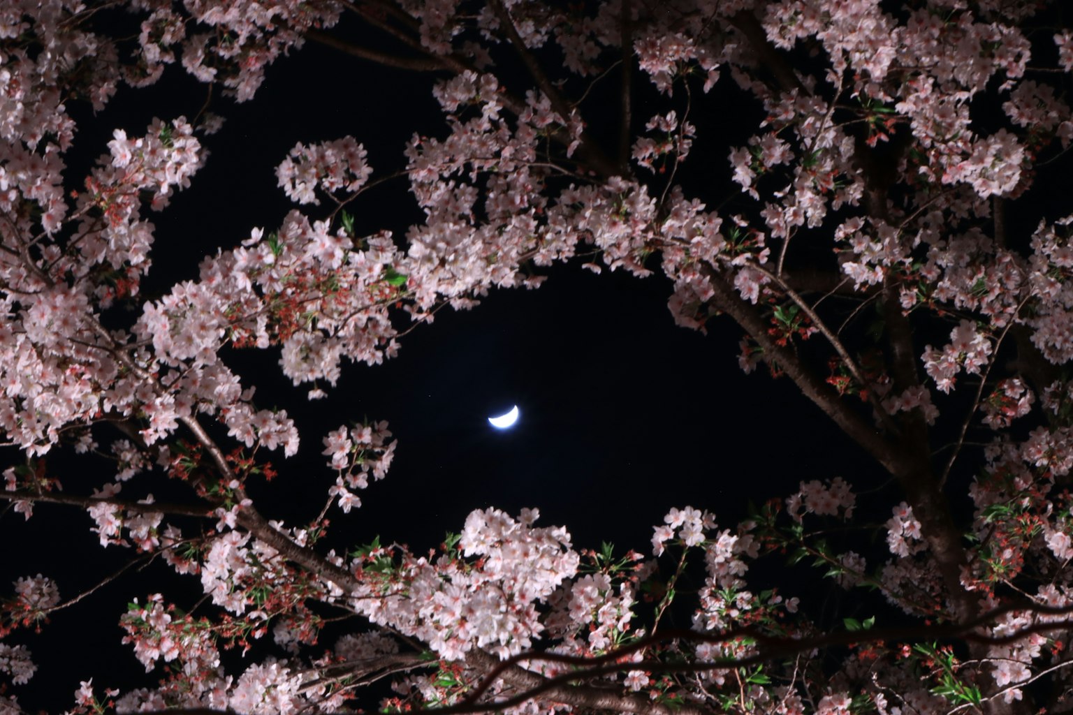 Bellissimo scenario di fiori di ciliegio che incorniciano la luna nel cielo notturno