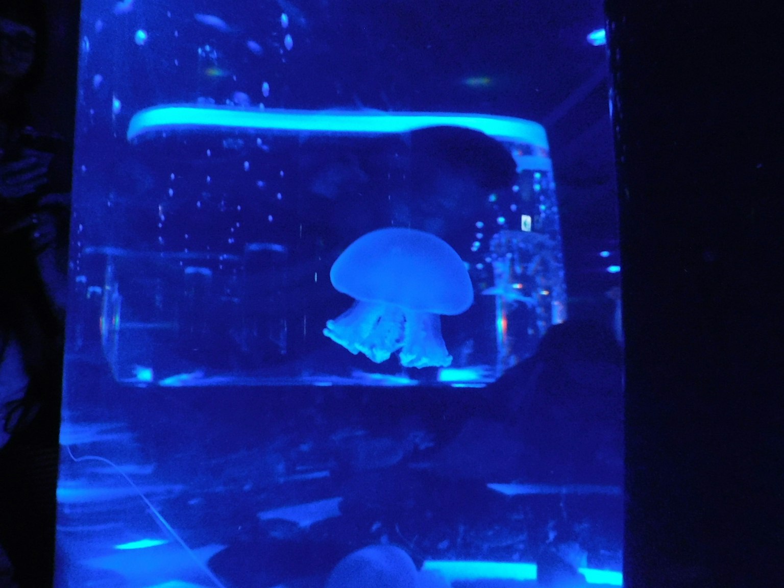 在藍色水中漂浮的水母，帶有發光效果
