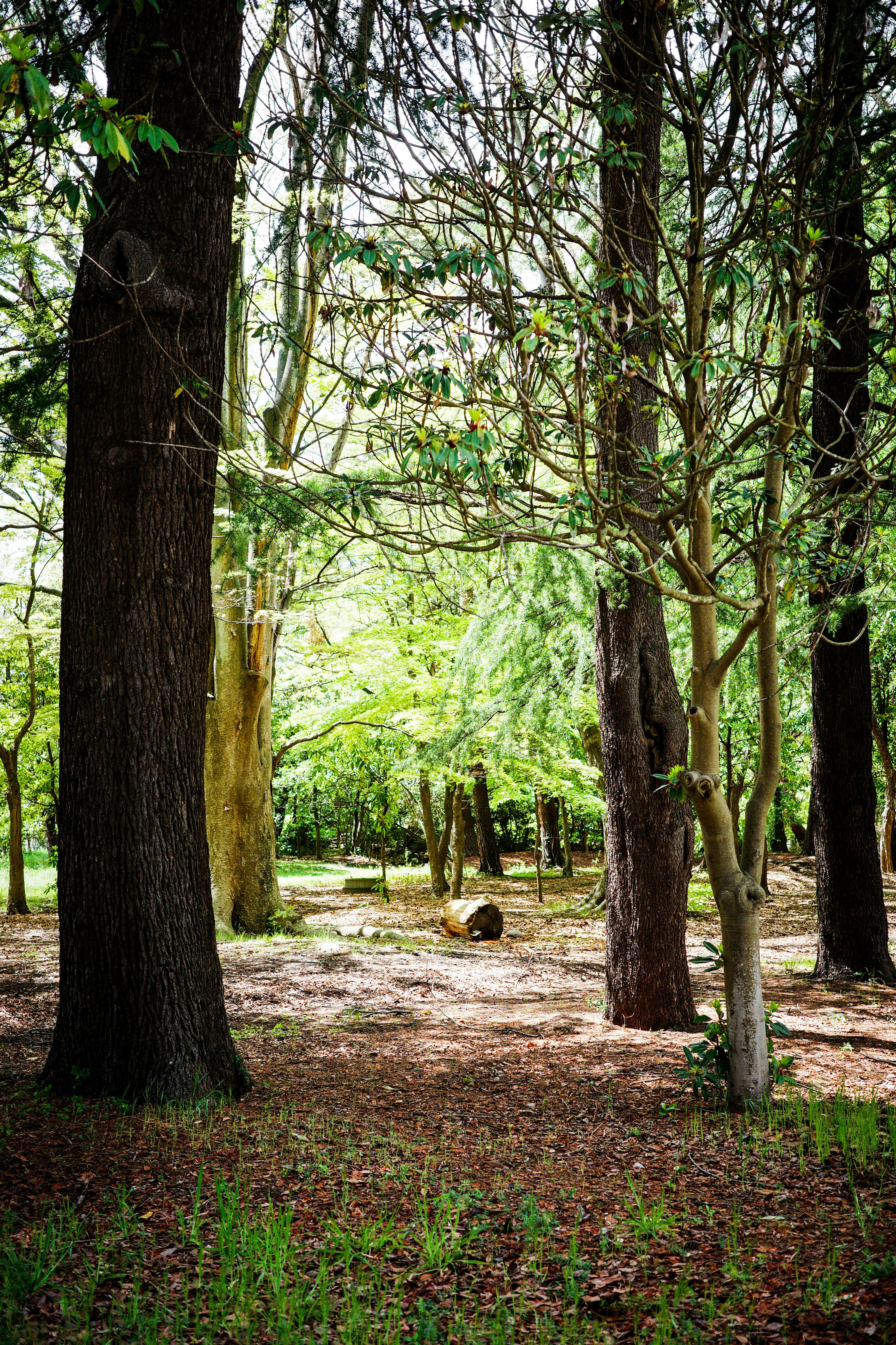 sentier en forêt bordé d’arbres et de feuilles mortes