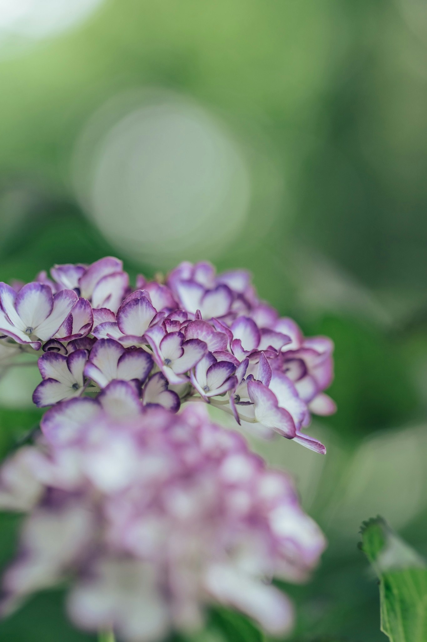 紫陽花の花房のクローズアップ