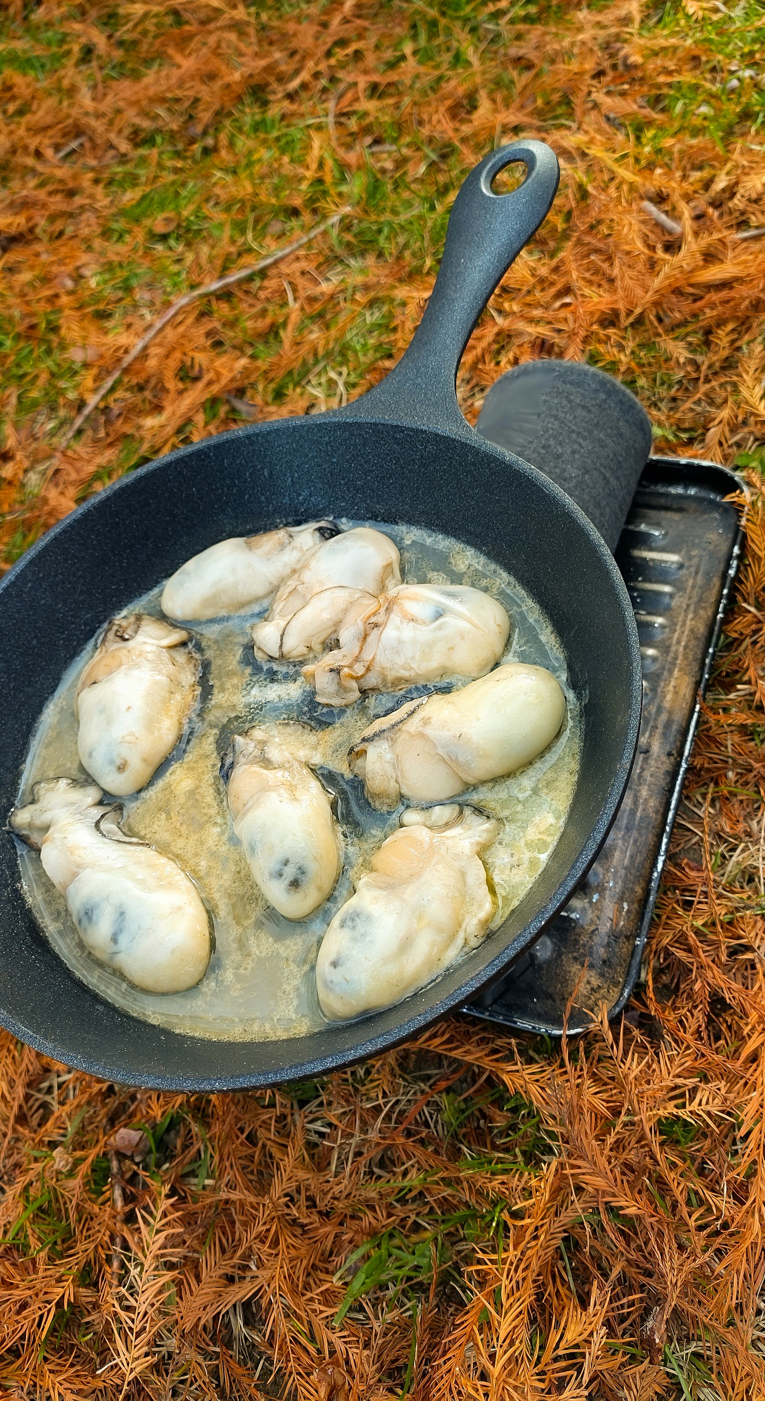 Fresh clams cooking in a skillet on a bed of pine needles