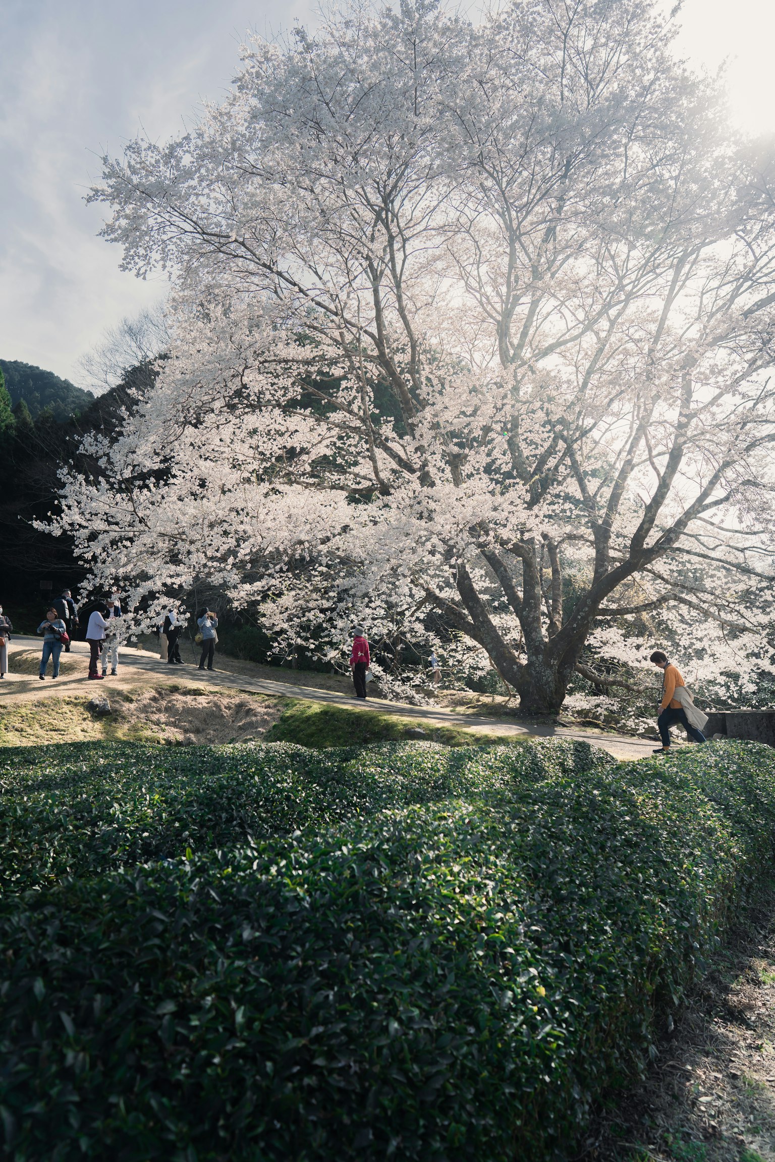 Kirschbaum mit Menschen in einem Park