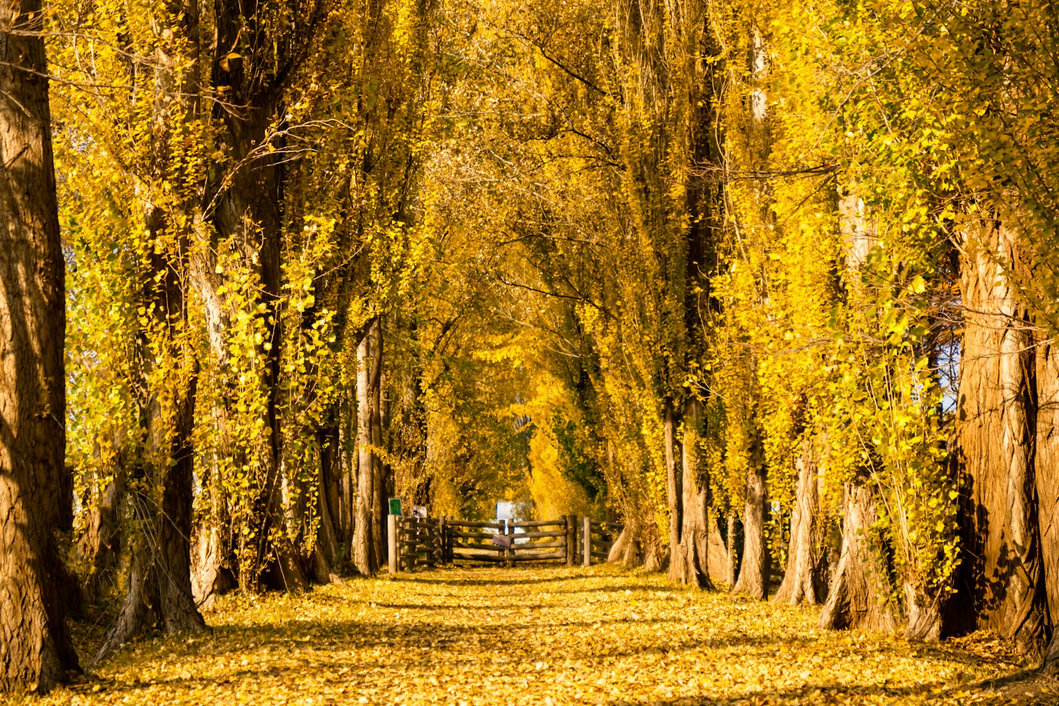 A path lined with golden trees during autumn