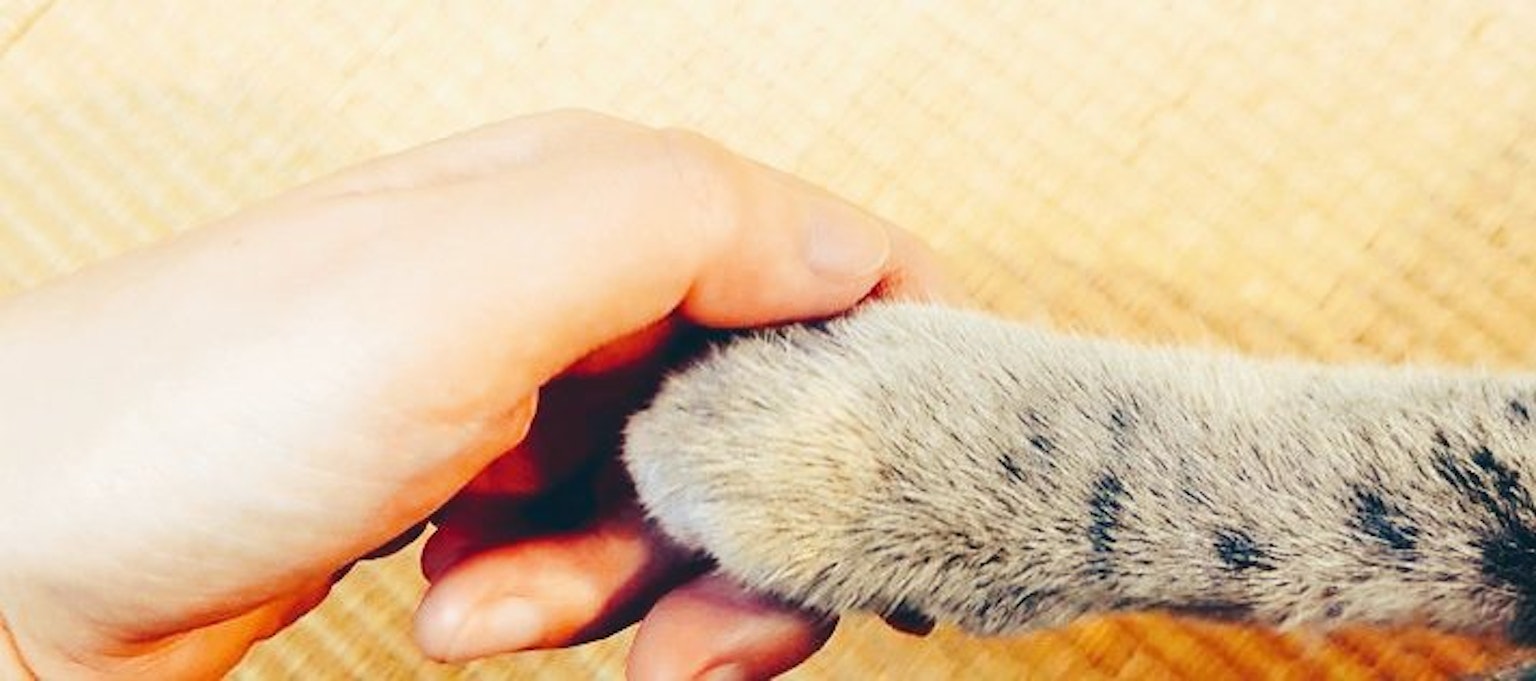 ช่วงเวลาน่ารักที่มือสัมผัสเท้าของแมว