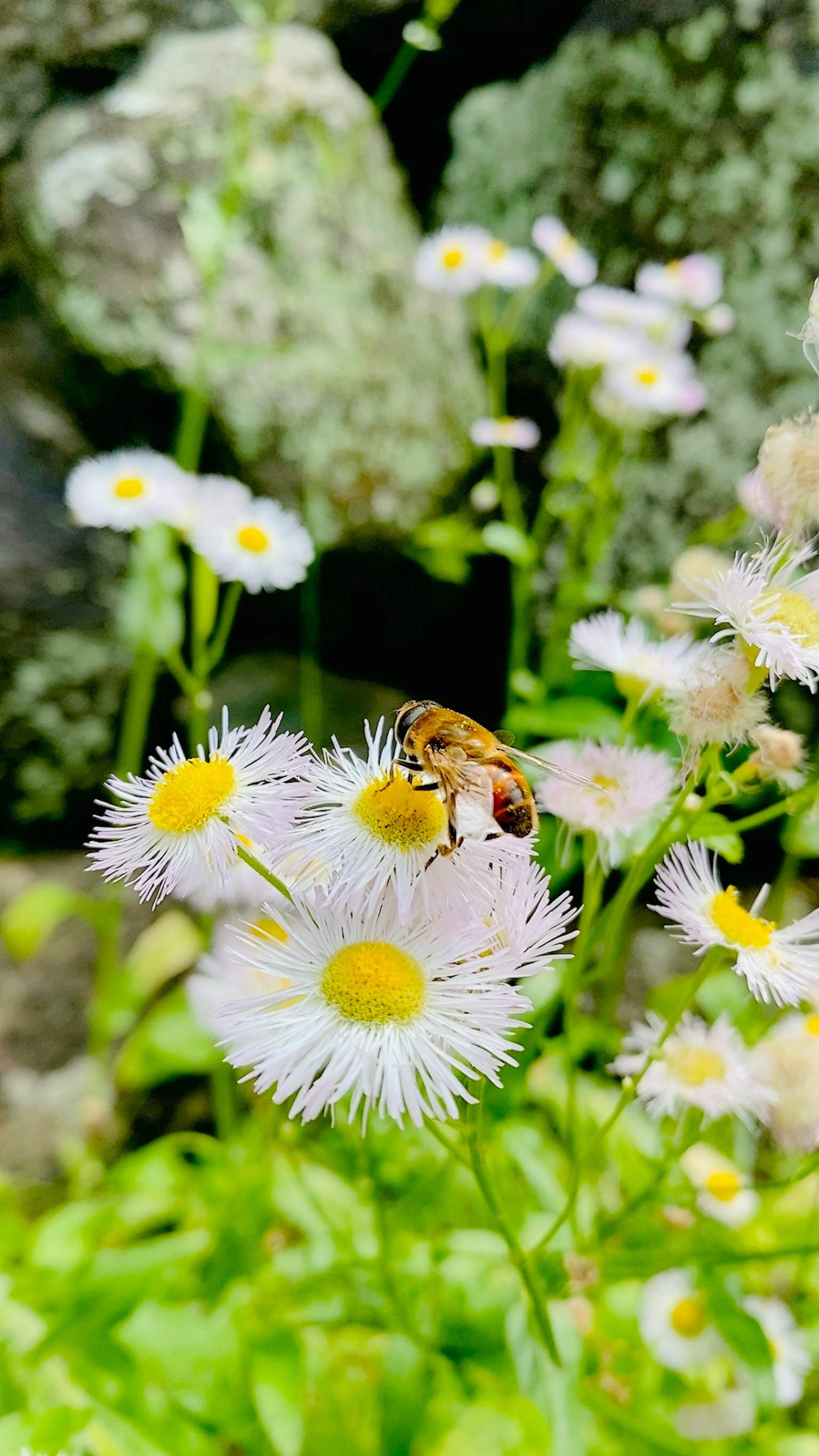 Abeille sur des fleurs blanches avec des centres jaunes