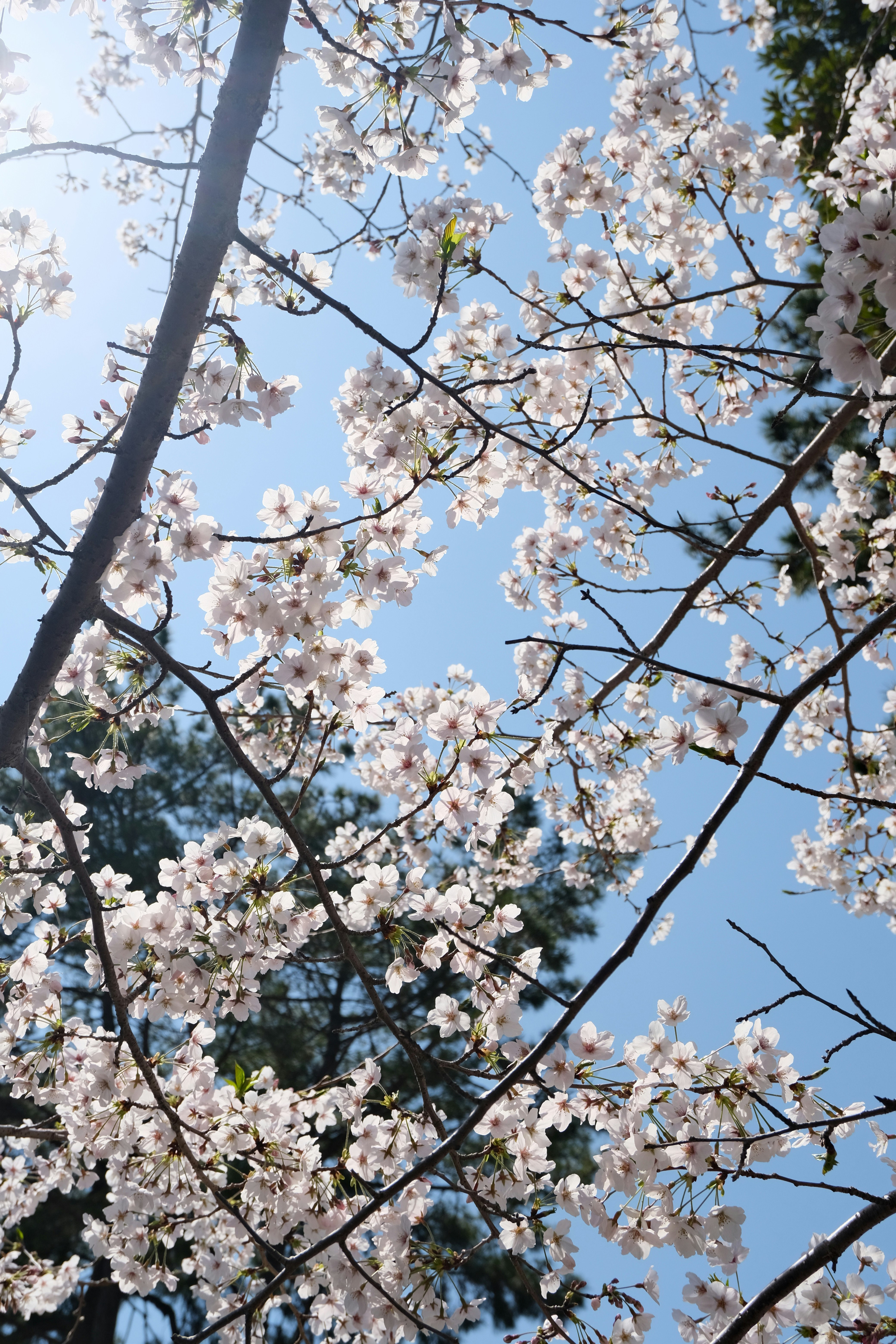 桜の花が枝に咲き空を背景にした風景