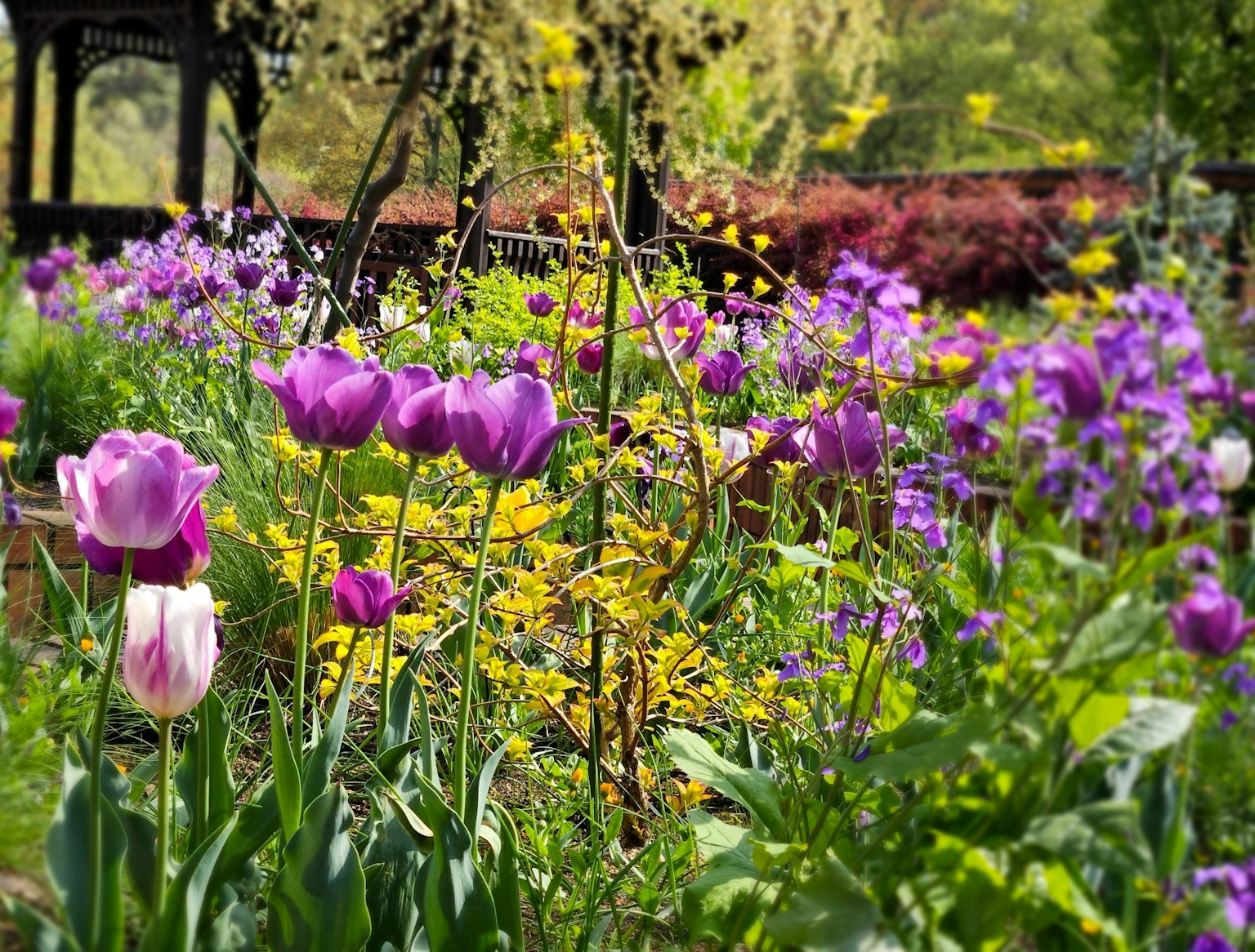 Vibrant garden scene with blooming flowers featuring purple and white tulips