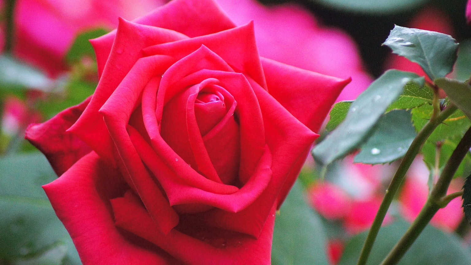 Flor de rosa roja vibrante en plena floración