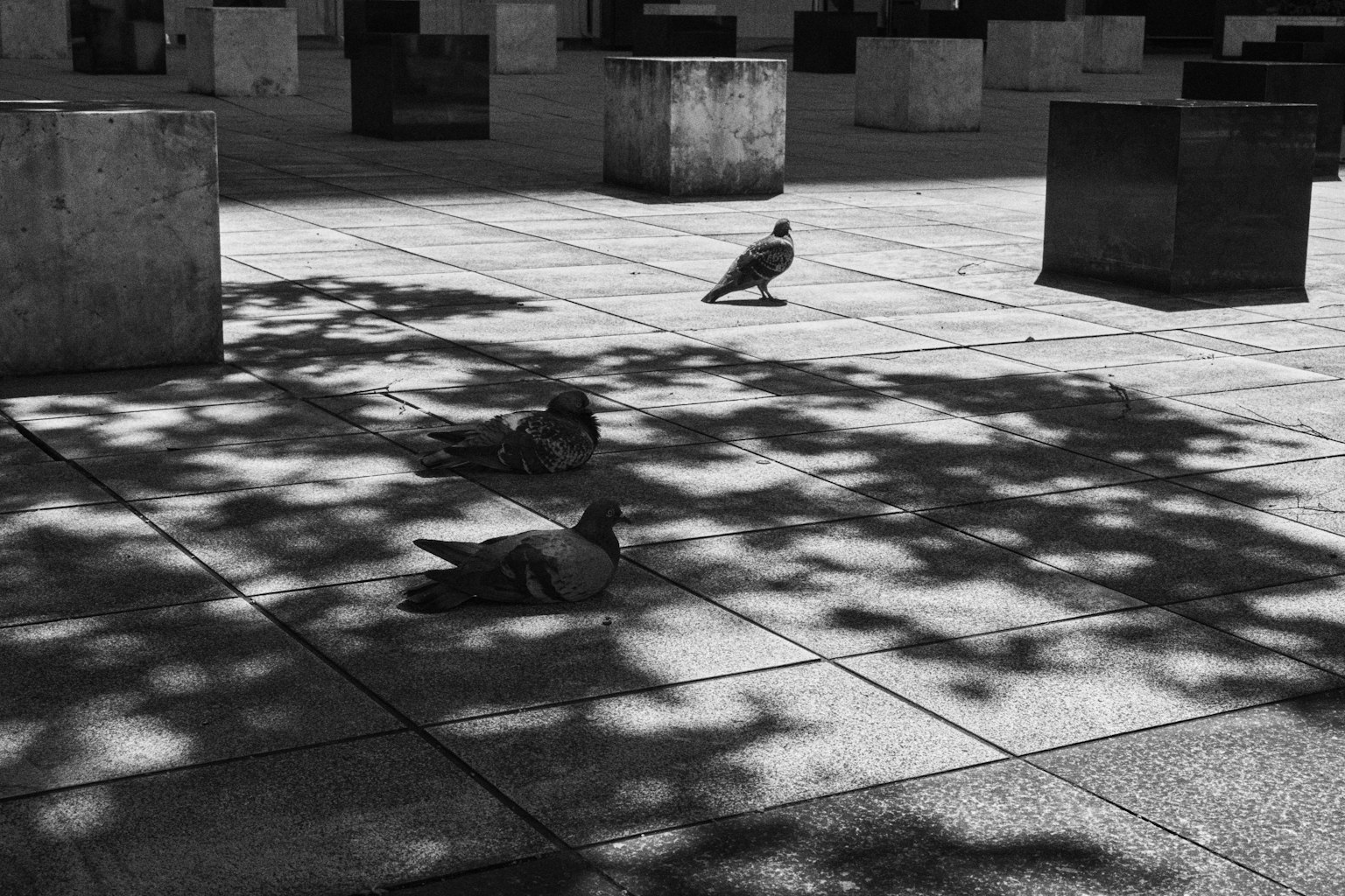 Pigeons resting in shadows with geometric concrete blocks in a monochrome urban scene