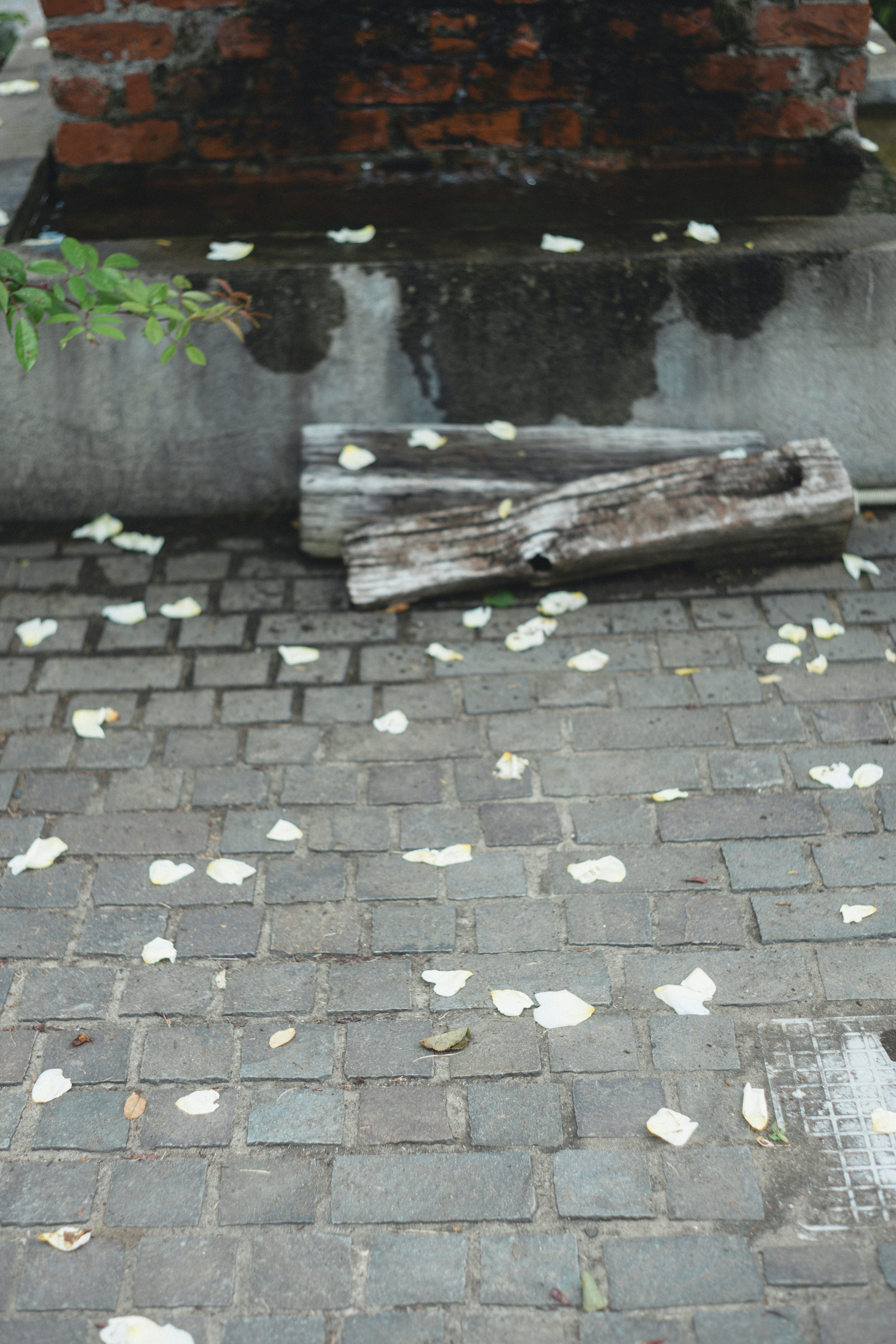 sentiero in ciottoli con foglie cadute sparse davanti a un muro di mattoni