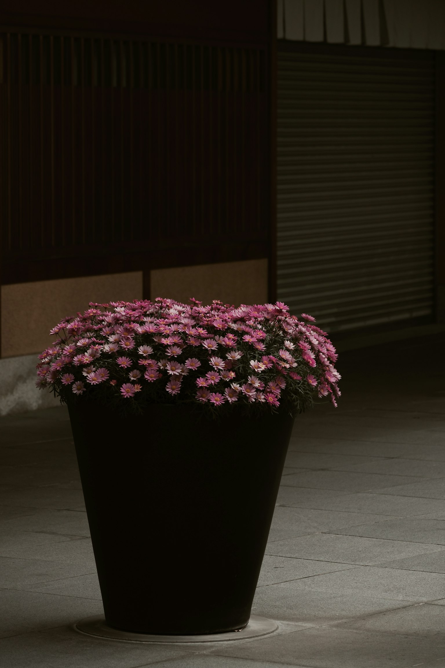 กระถางสีดำที่เต็มไปด้วยดอกไม้สีชมพูในสภาพแสงสลัว