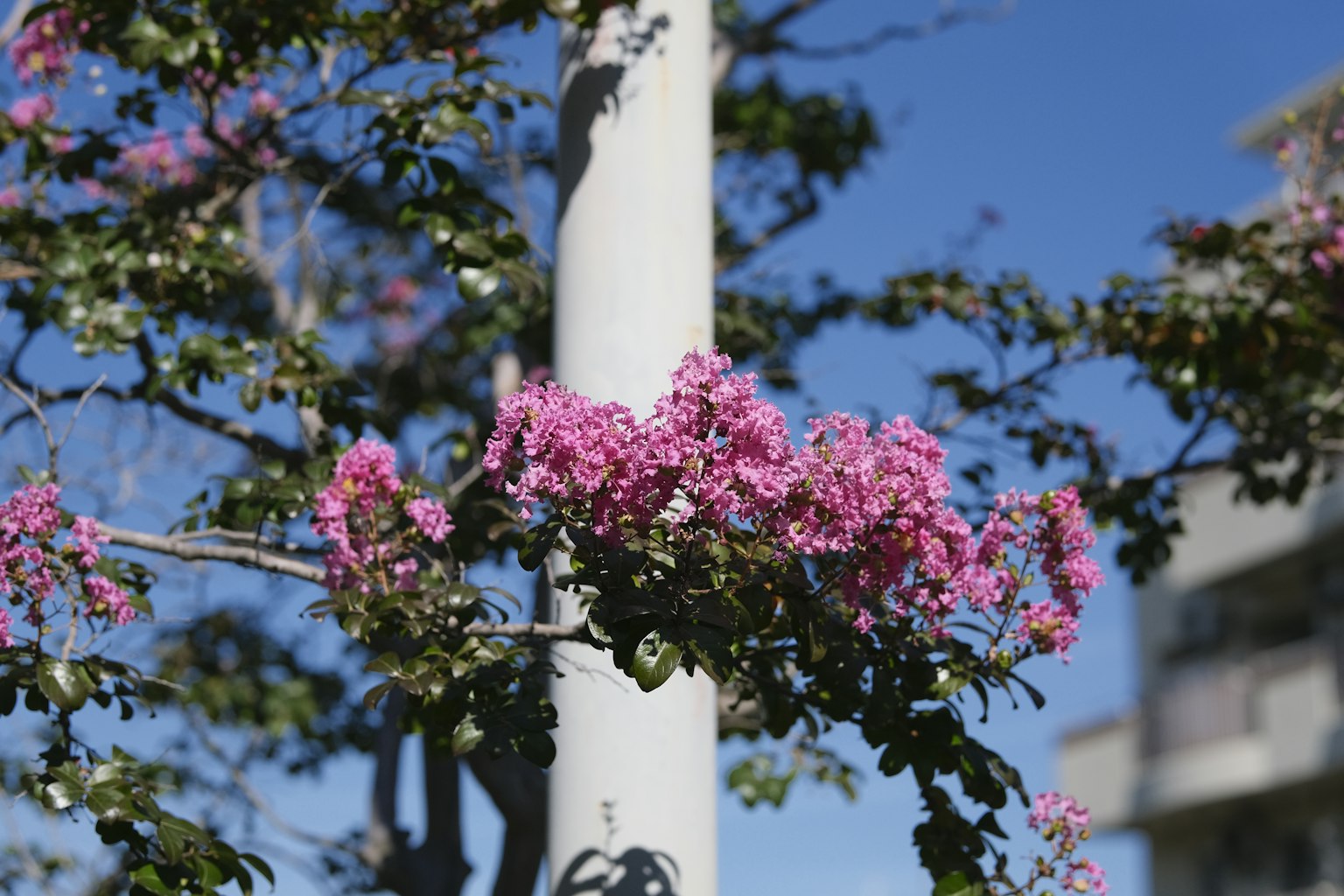 Ramo di un albero con fiori rosa sotto un cielo blu