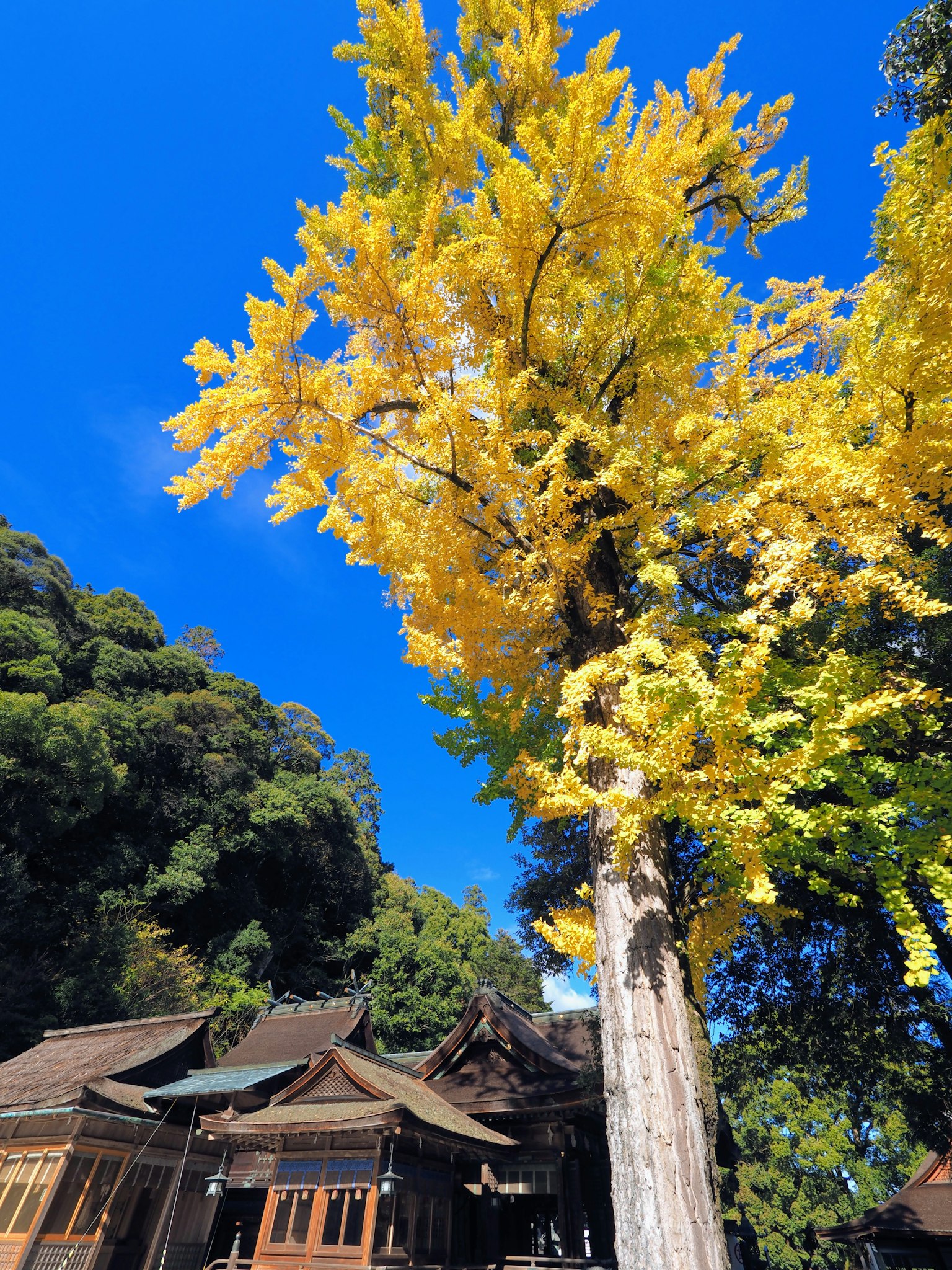 一棵美丽的黄色银杏树与蓝天和传统建筑的背景