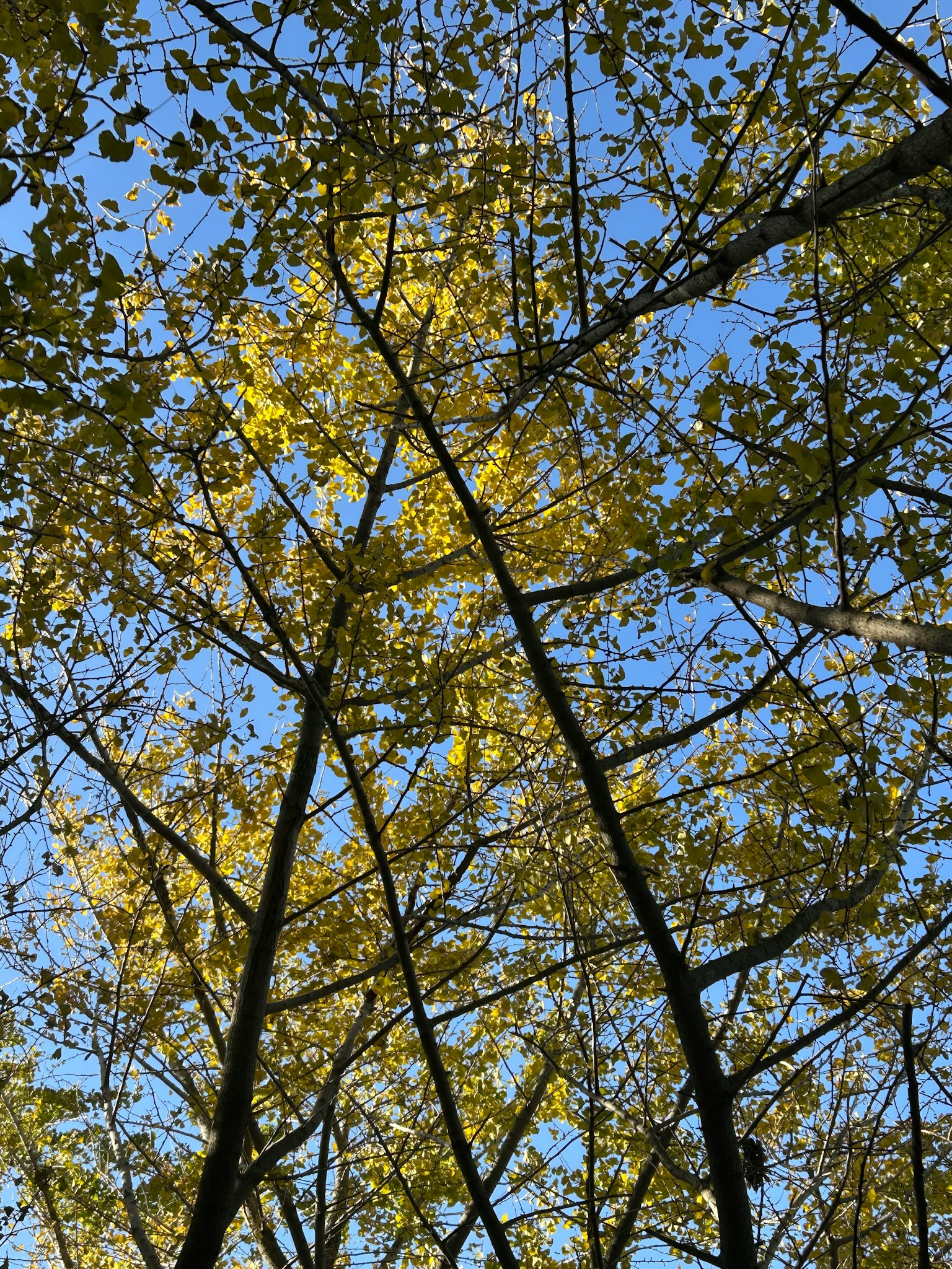 Foto von Bäumen mit gelben Blättern unter einem blauen Himmel