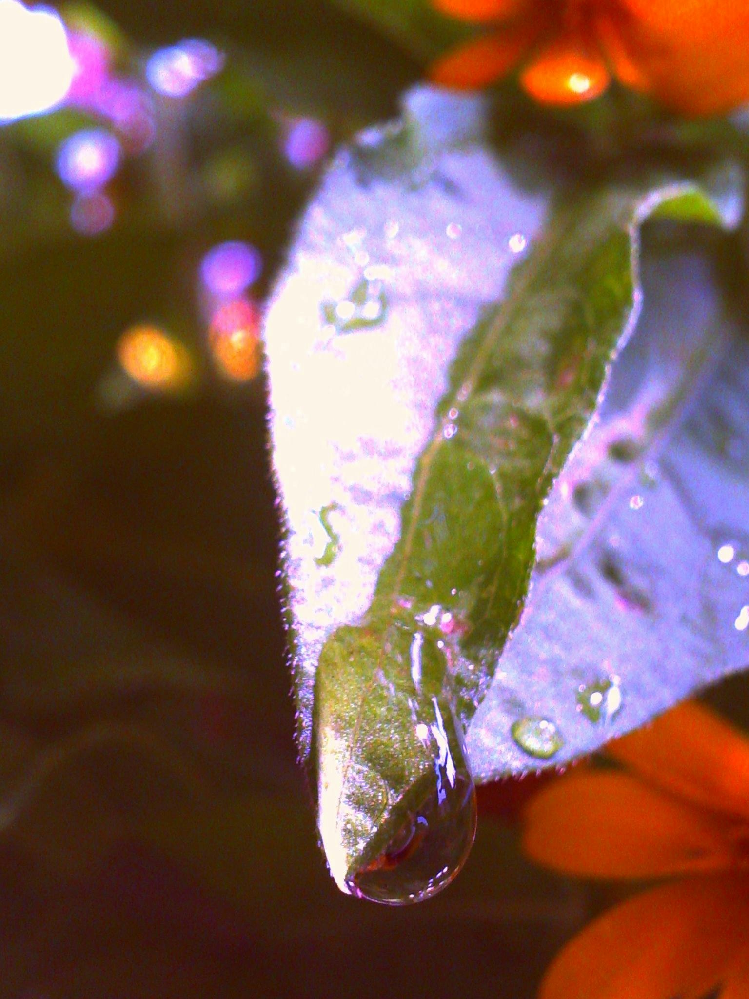 Primo piano di una foglia verde con gocce d'acqua sfondo colorato