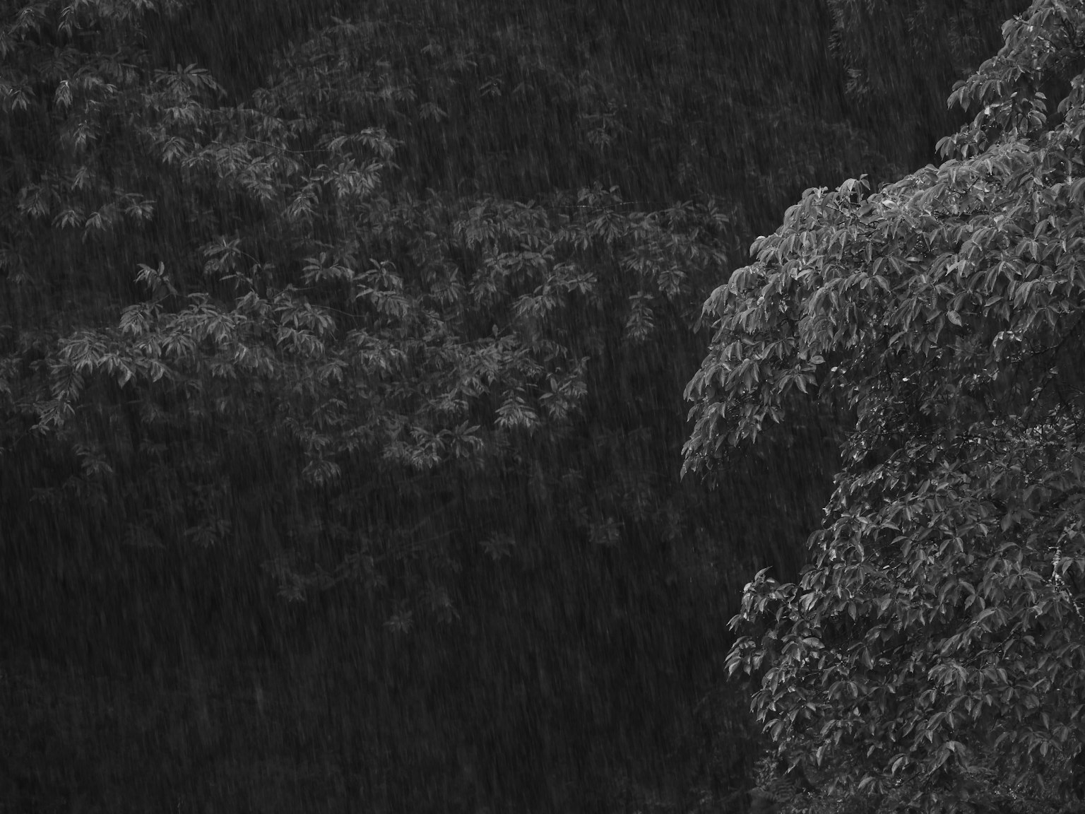 Silueta de árboles bajo la lluvia capturada en blanco y negro
