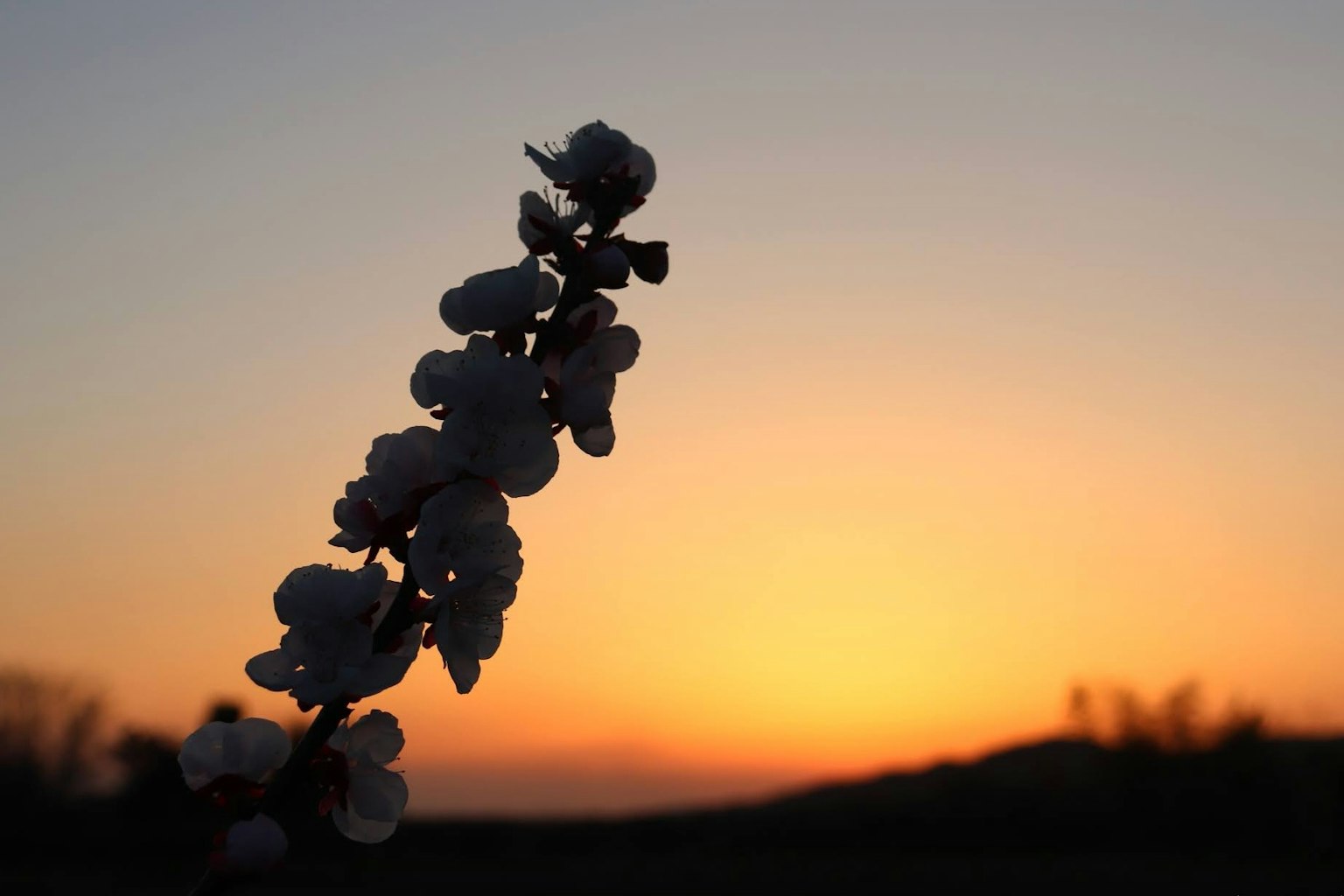 夕陽下白花的輪廓