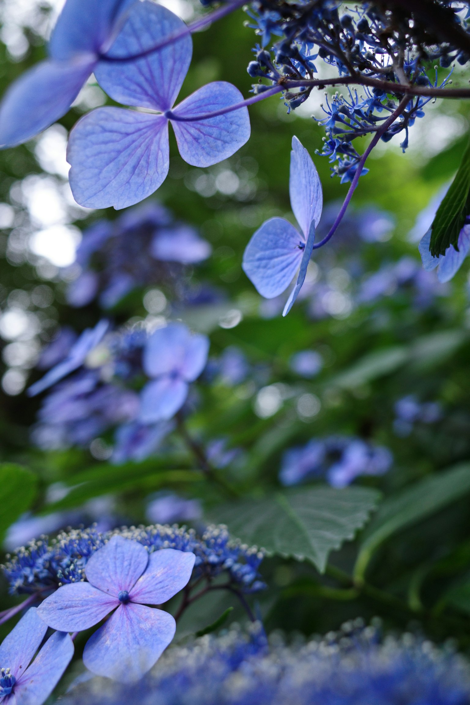 Una vista ravvicinata di delicate fiori di ortensia blu circondati da foglie verdi lussureggianti