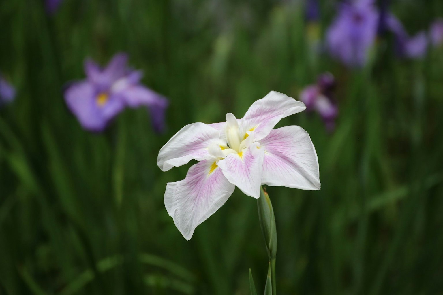 Un fiore rosa pallido che sboccia tra l'erba verde con fiori viola sullo sfondo