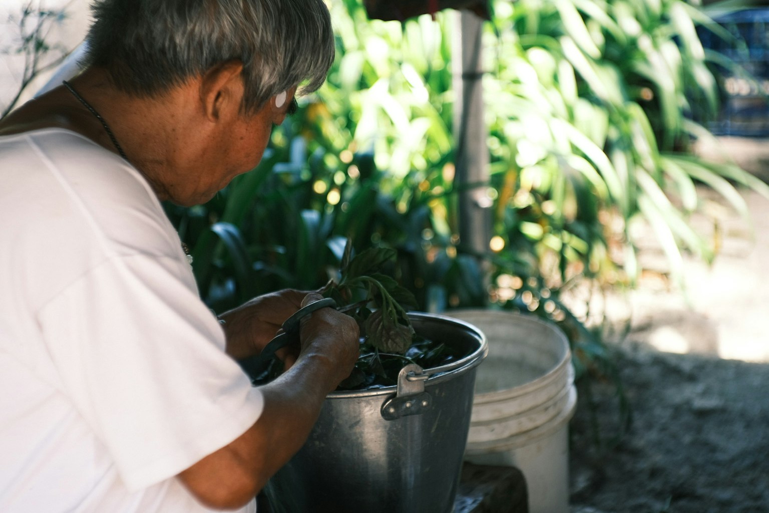 Người cao tuổi làm việc với một cái xô trong môi trường tự nhiên xung quanh là cây xanh