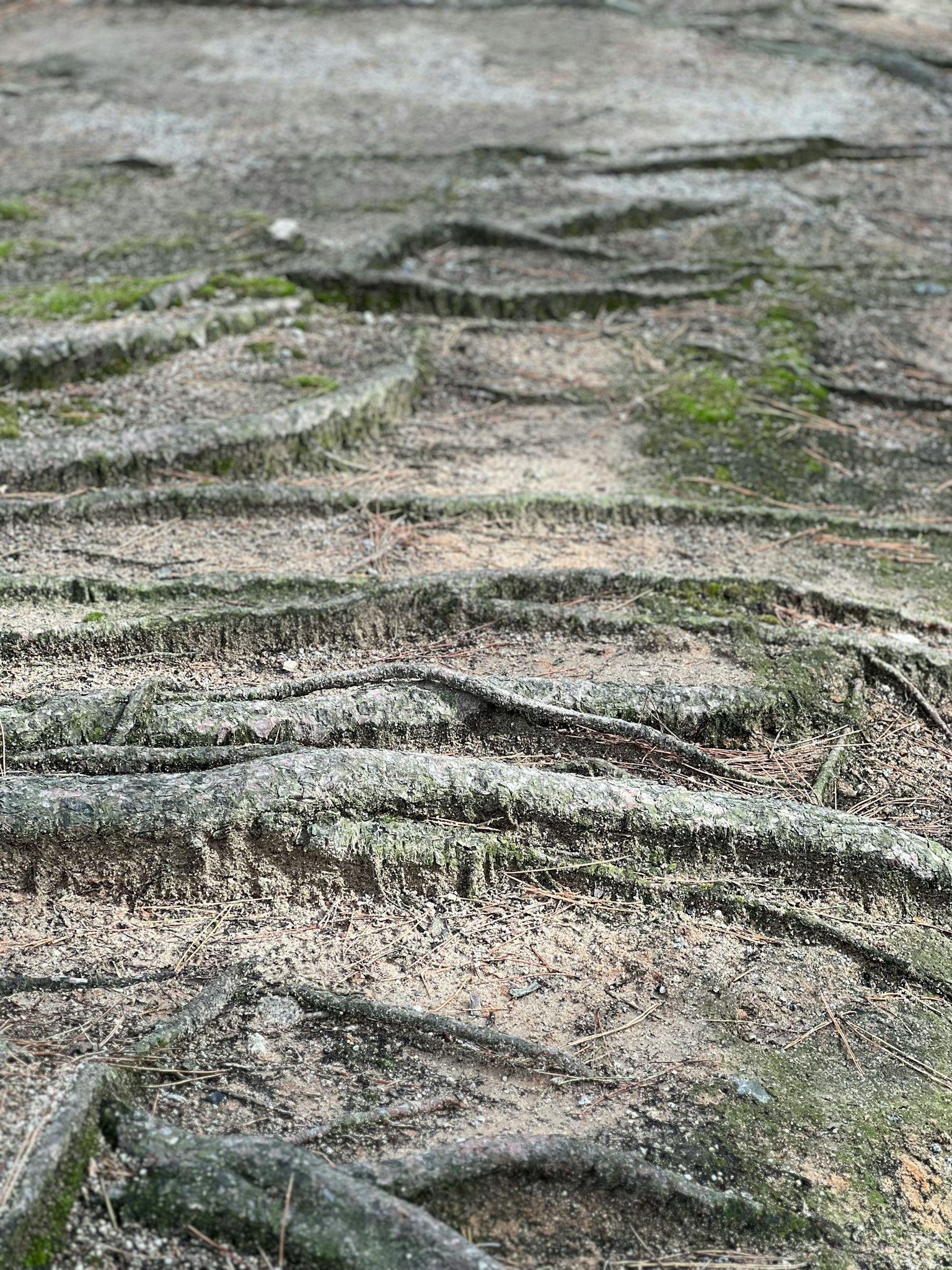 Detailed patterns and textures of tree roots spreading across the ground