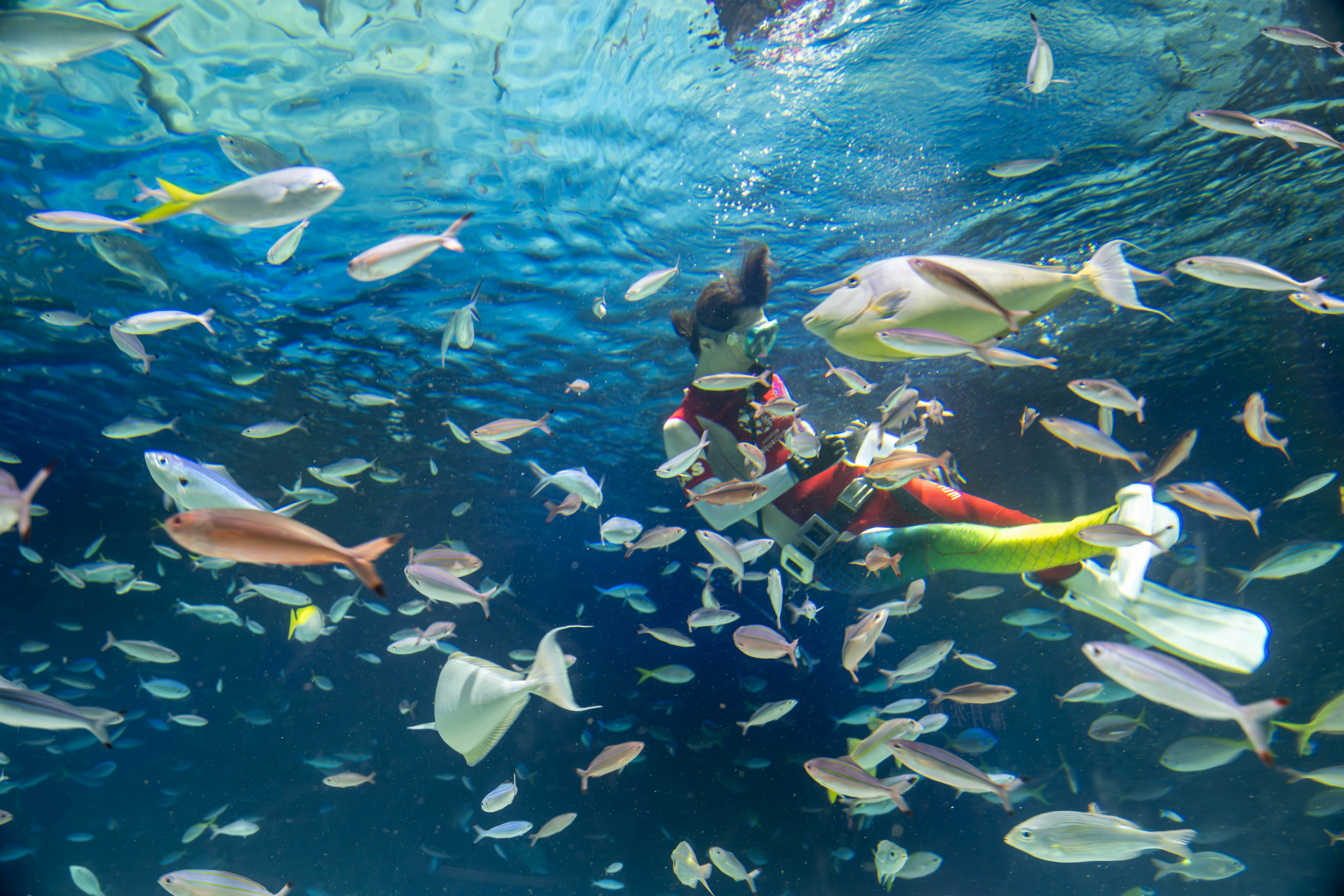 色とりどりの魚が泳ぐ海中のダイビング風景
