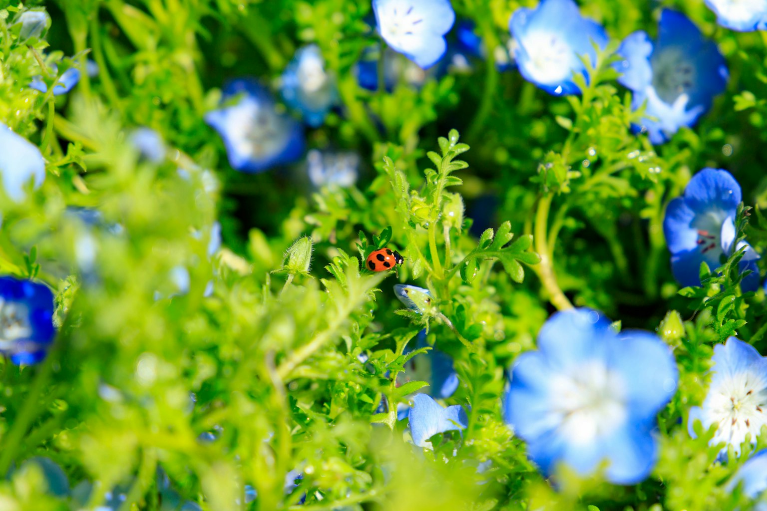 Un piccolo insetto rosso tra fiori blu vivaci e fogliame verde