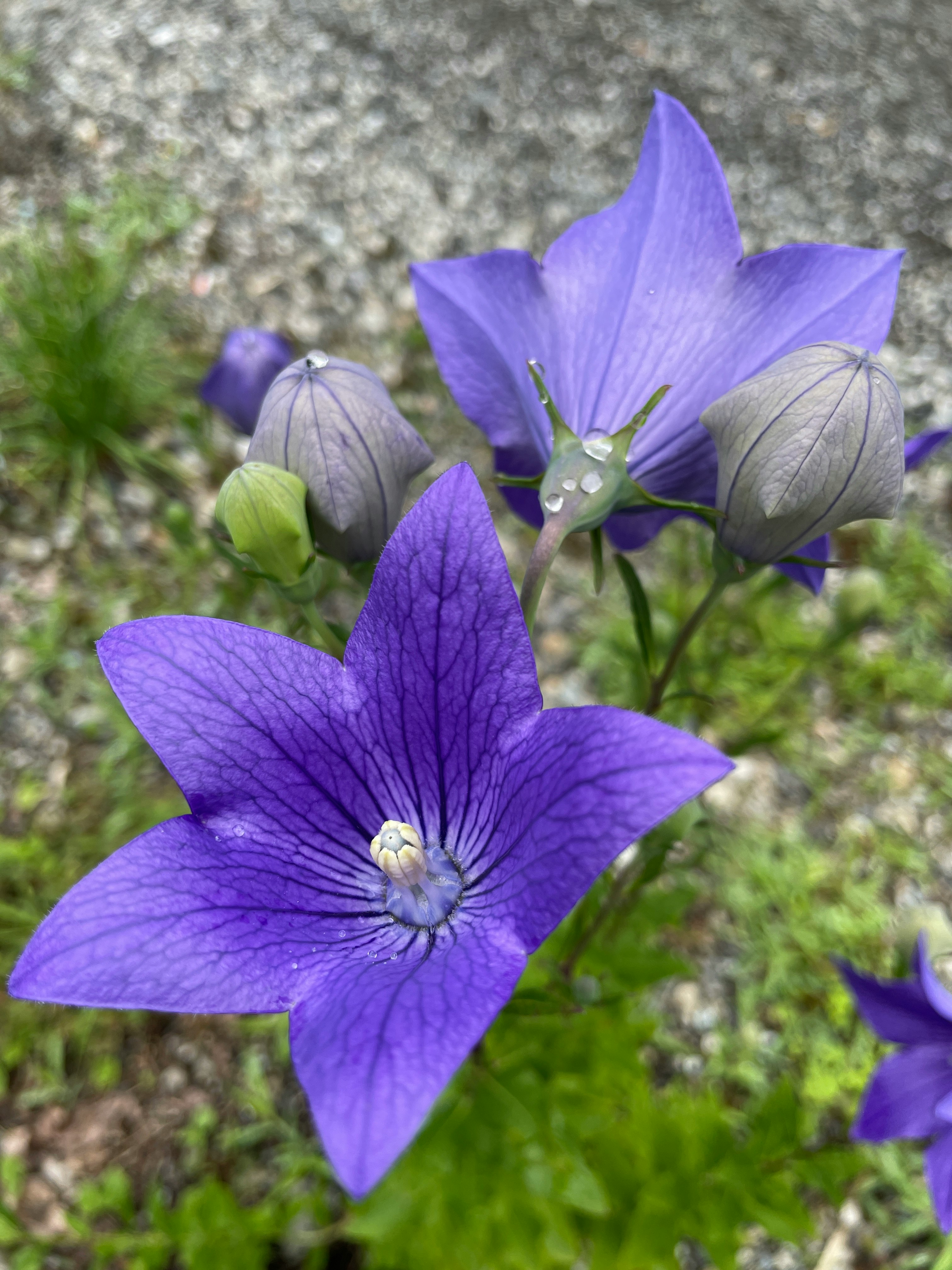 野原で咲く紫の桔梗の花