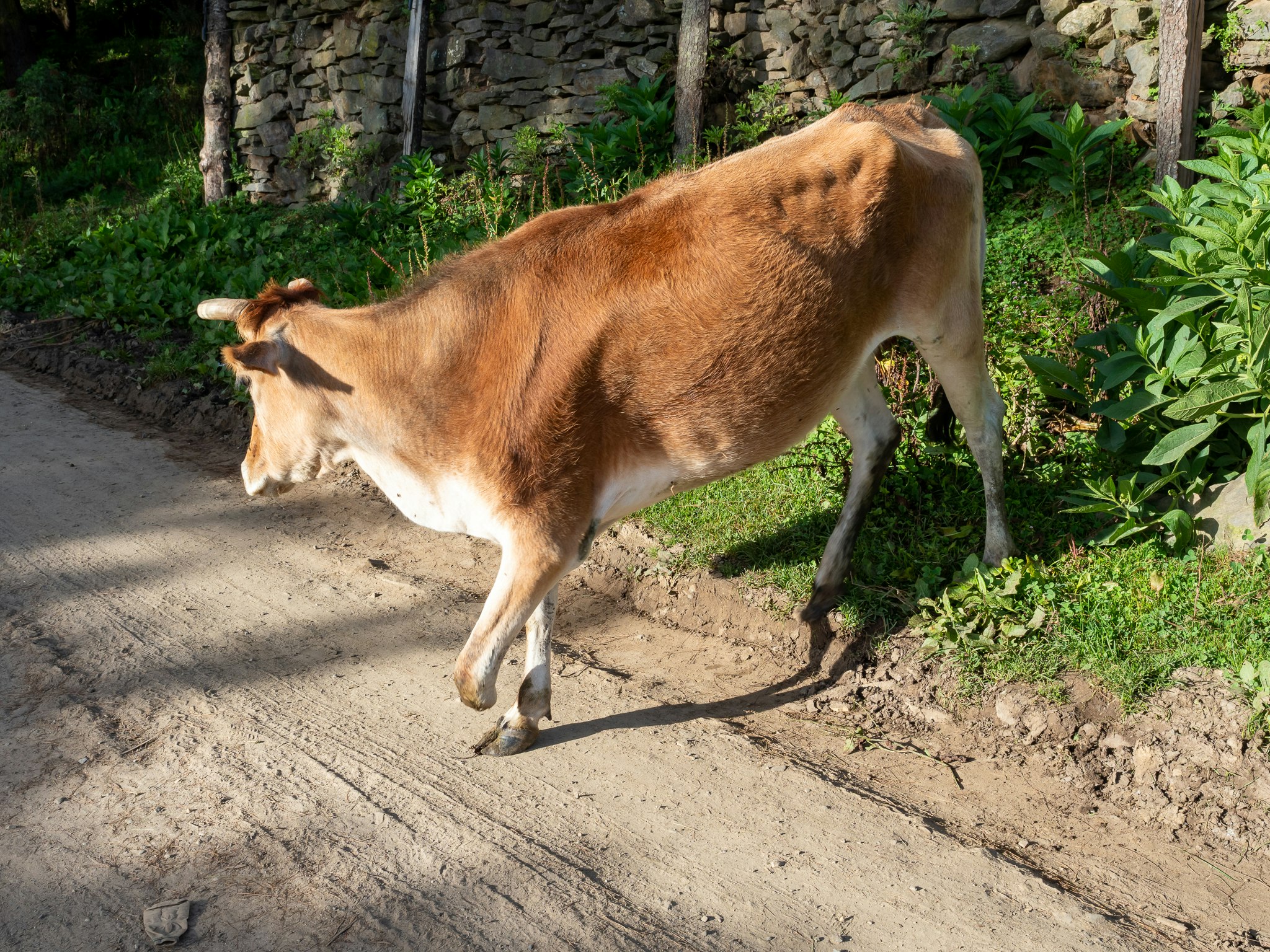 vaca marrón caminando por un sendero con hierba