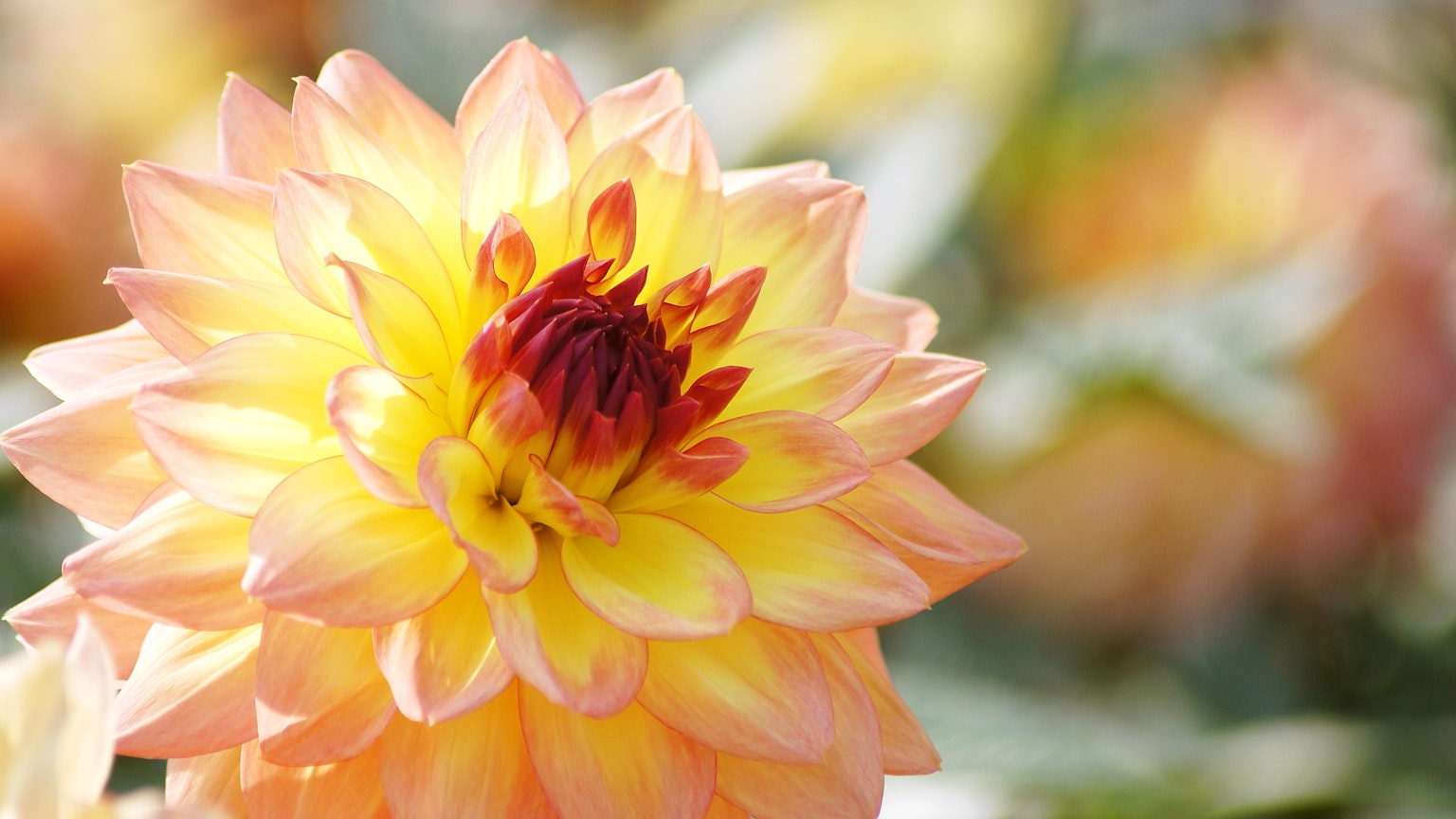 Close-up bunga dahlia oranye dan kuning yang cerah