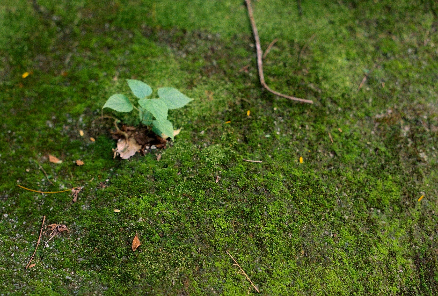 苔むした地面に落ち葉と小さな芽がある自然の一角