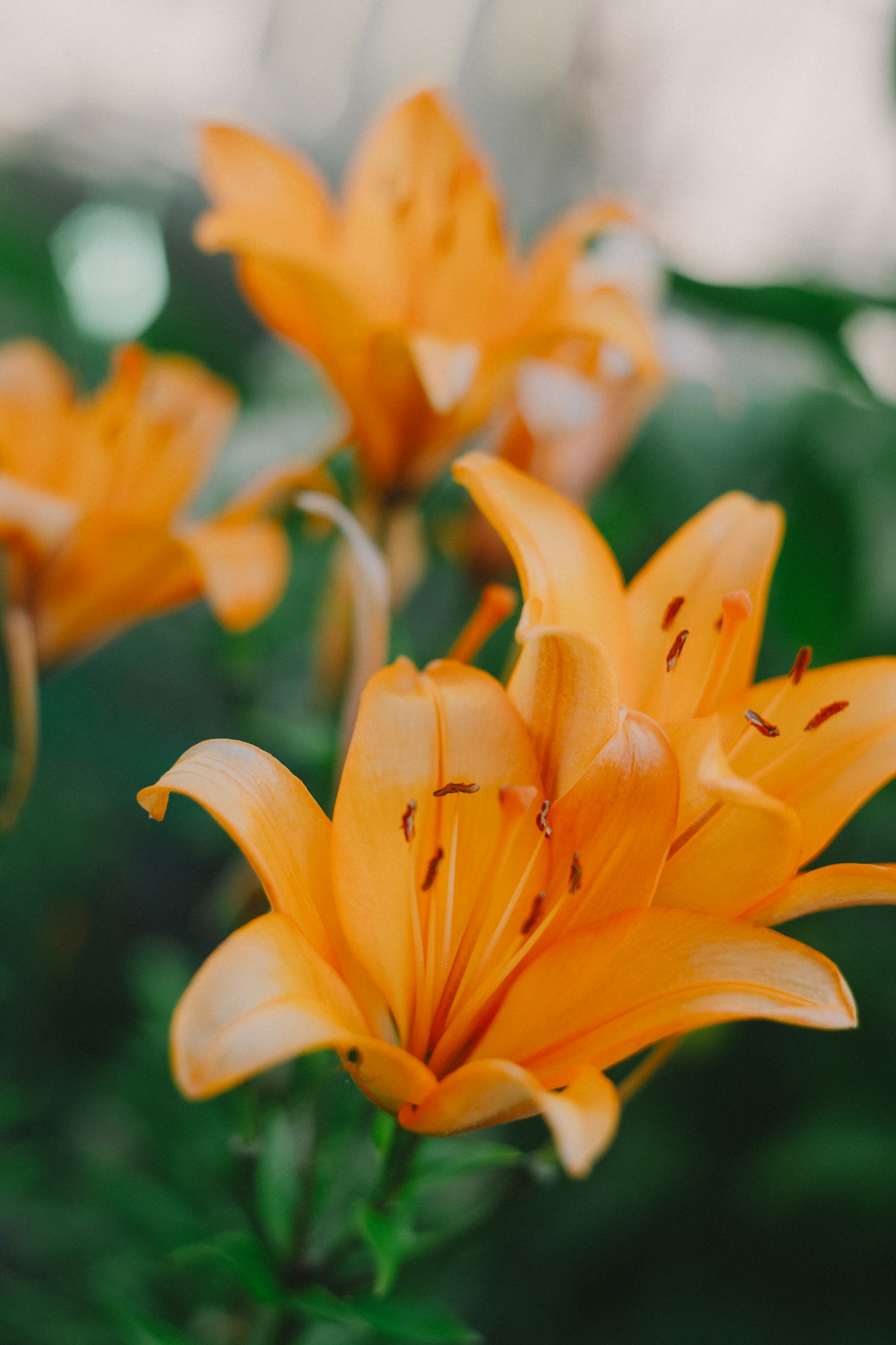 Beautiful orange lilies blooming against a green background
