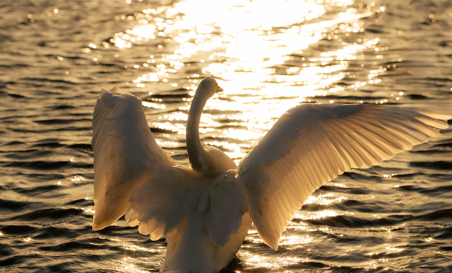 Vista posteriore di un cigno che apre le ali sulla superficie dell'acqua riflettente il tramonto