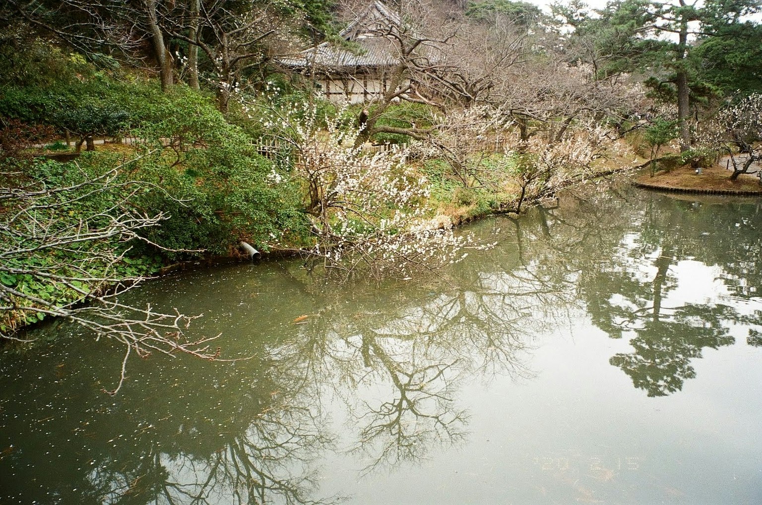 宁静池塘的景色，反射周围植物在日本庭园中
