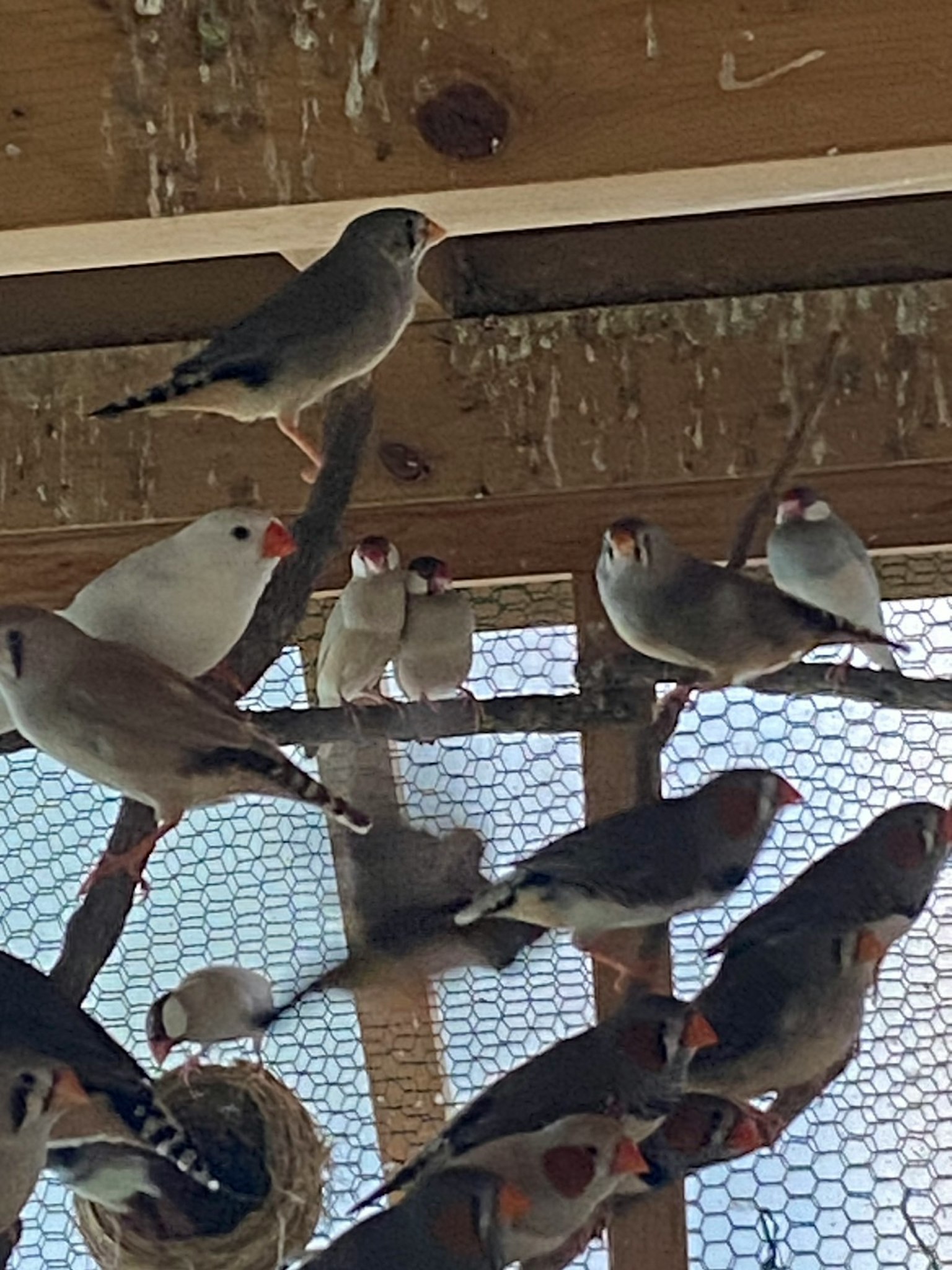 Verschiedene kleine Vögel, die in einem Vogelkäfig sitzen