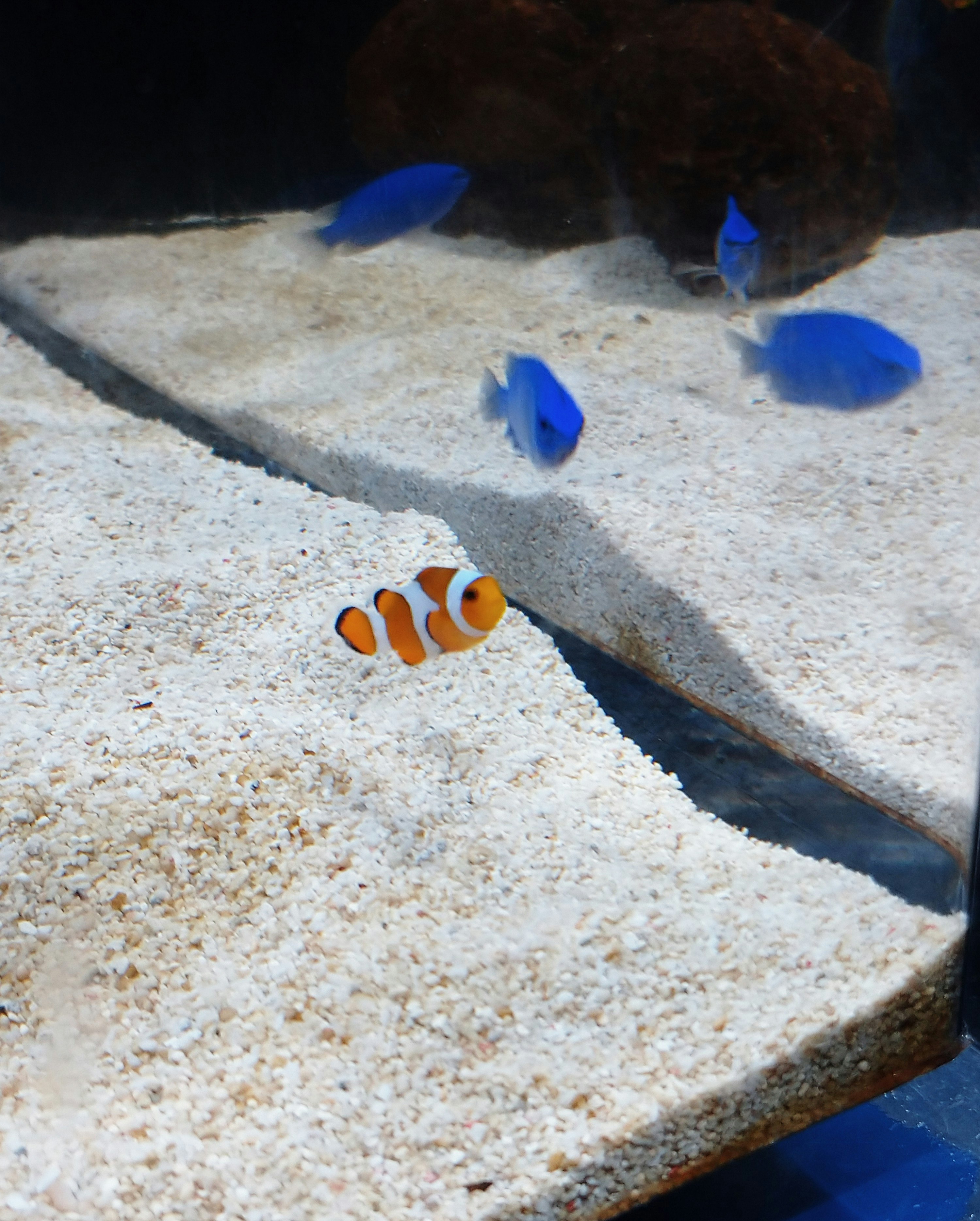 水槽の底にあるサンゴ砂と青い魚、オレンジのカクレクマノミ