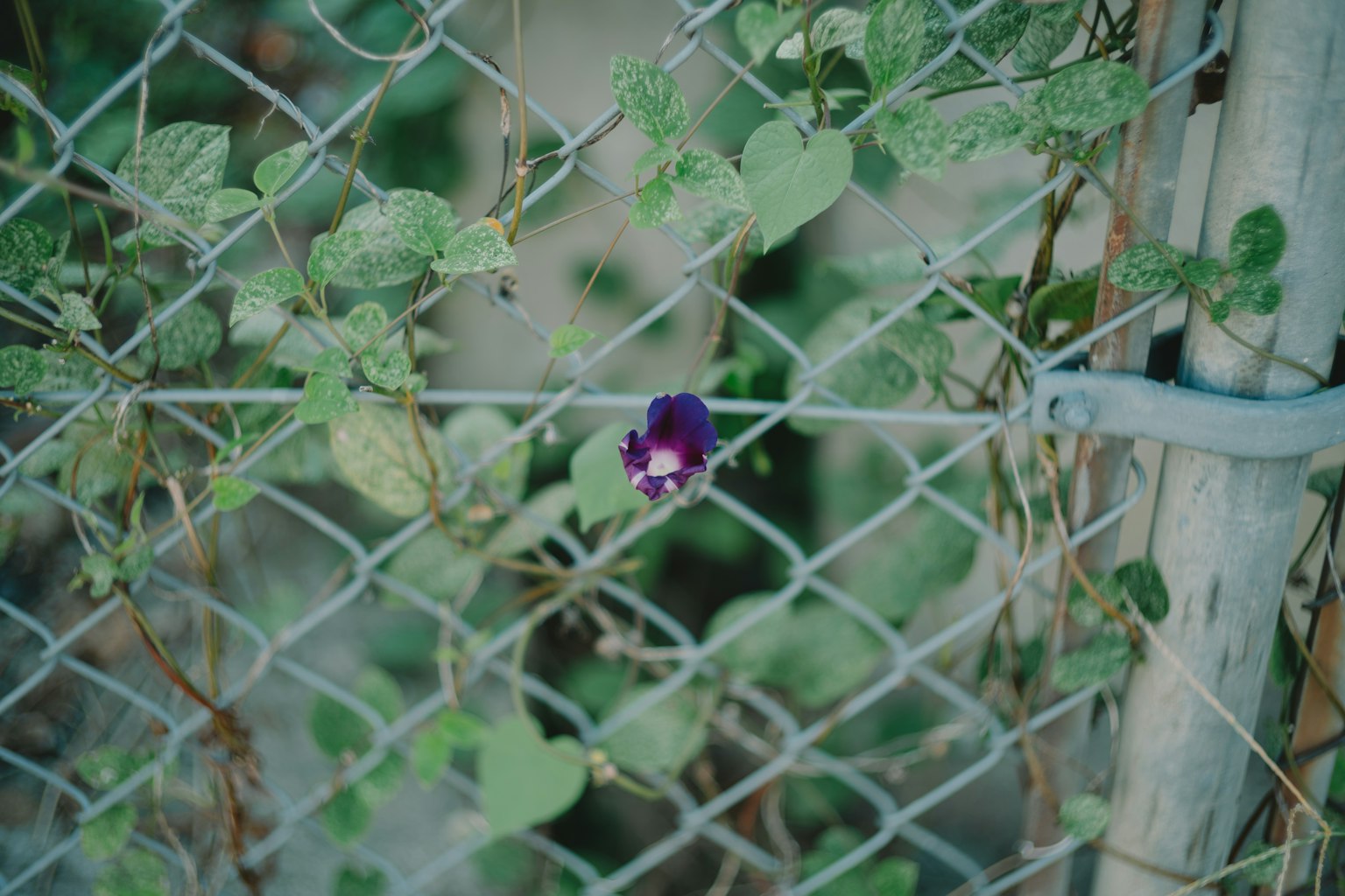 Vibrant purple flower intertwined with green leaves on a fence