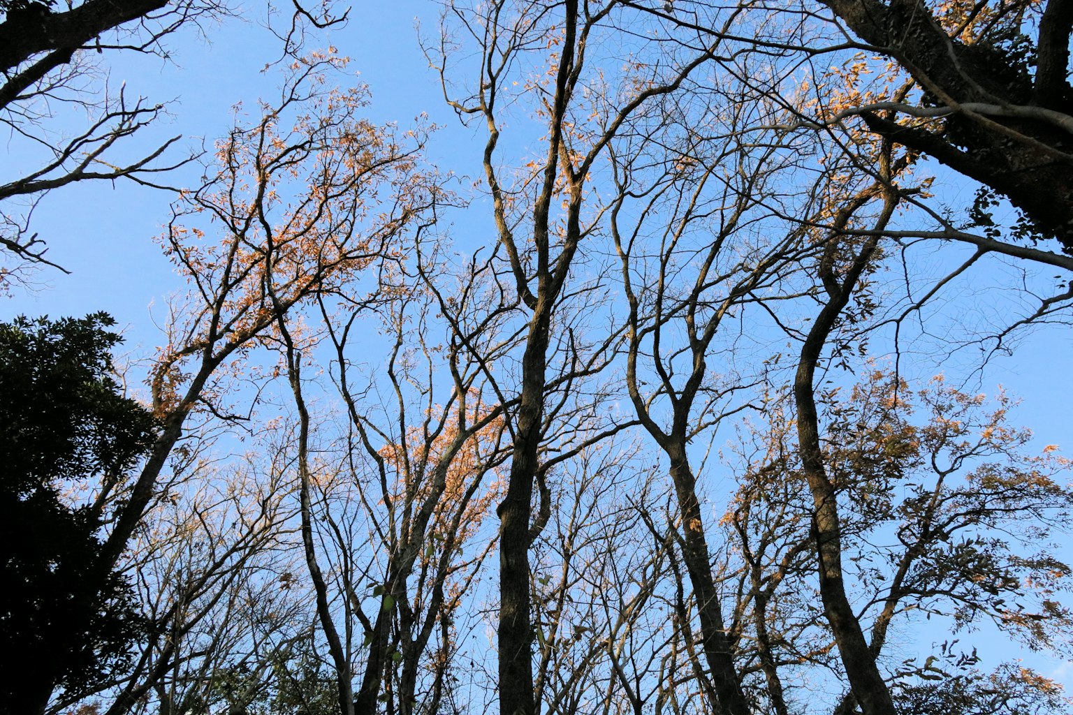 Pohon telanjang di latar belakang langit biru yang cerah
