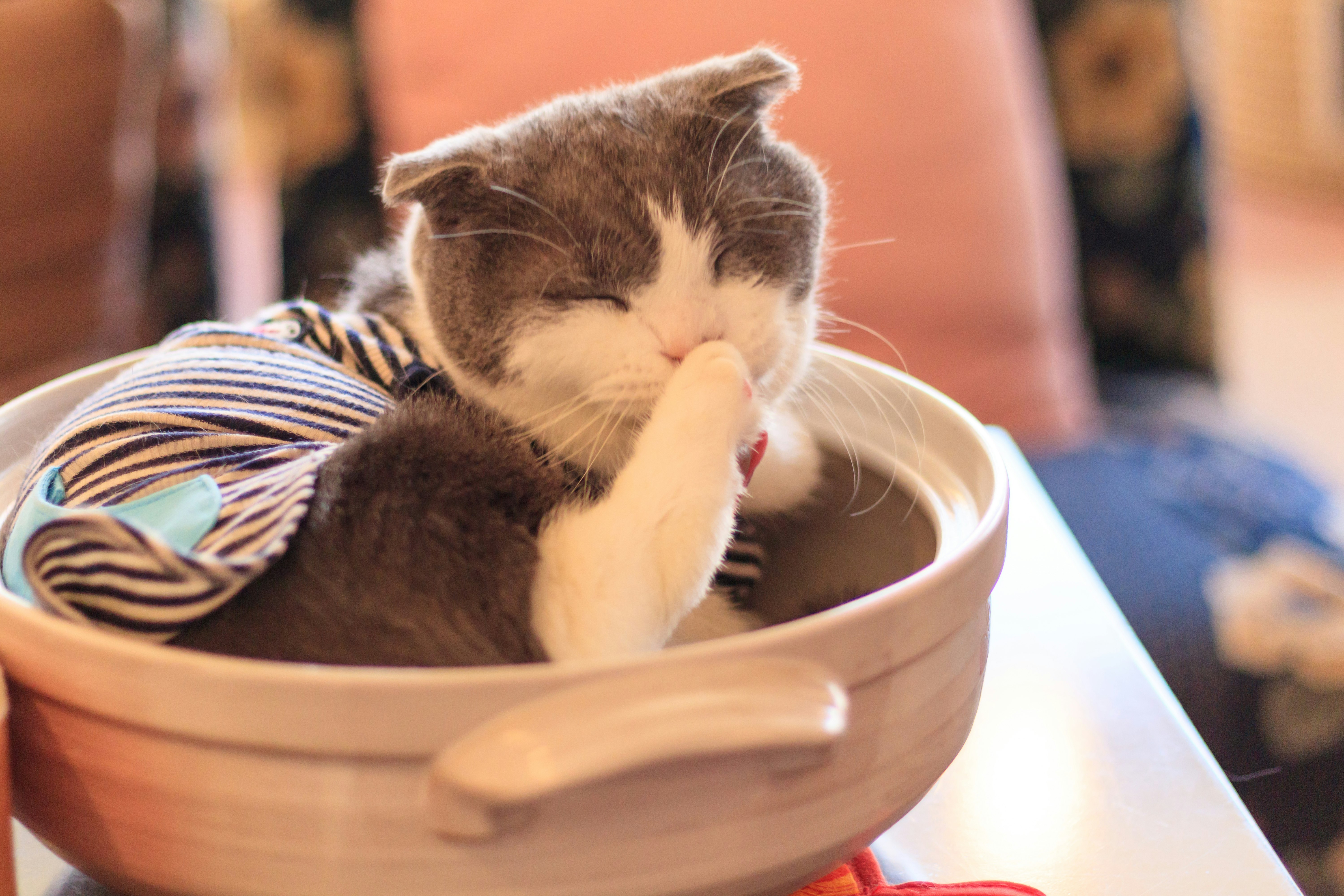 猫が丸いボウルでくつろぐ姿