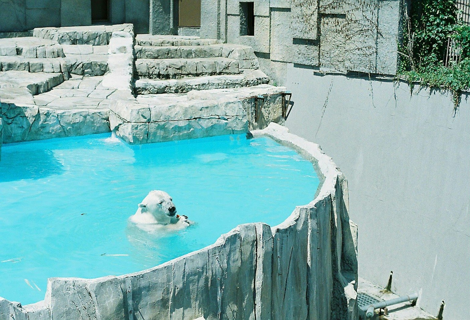 Ours polaire nageant dans une piscine bleue entourée de terrain rocheux