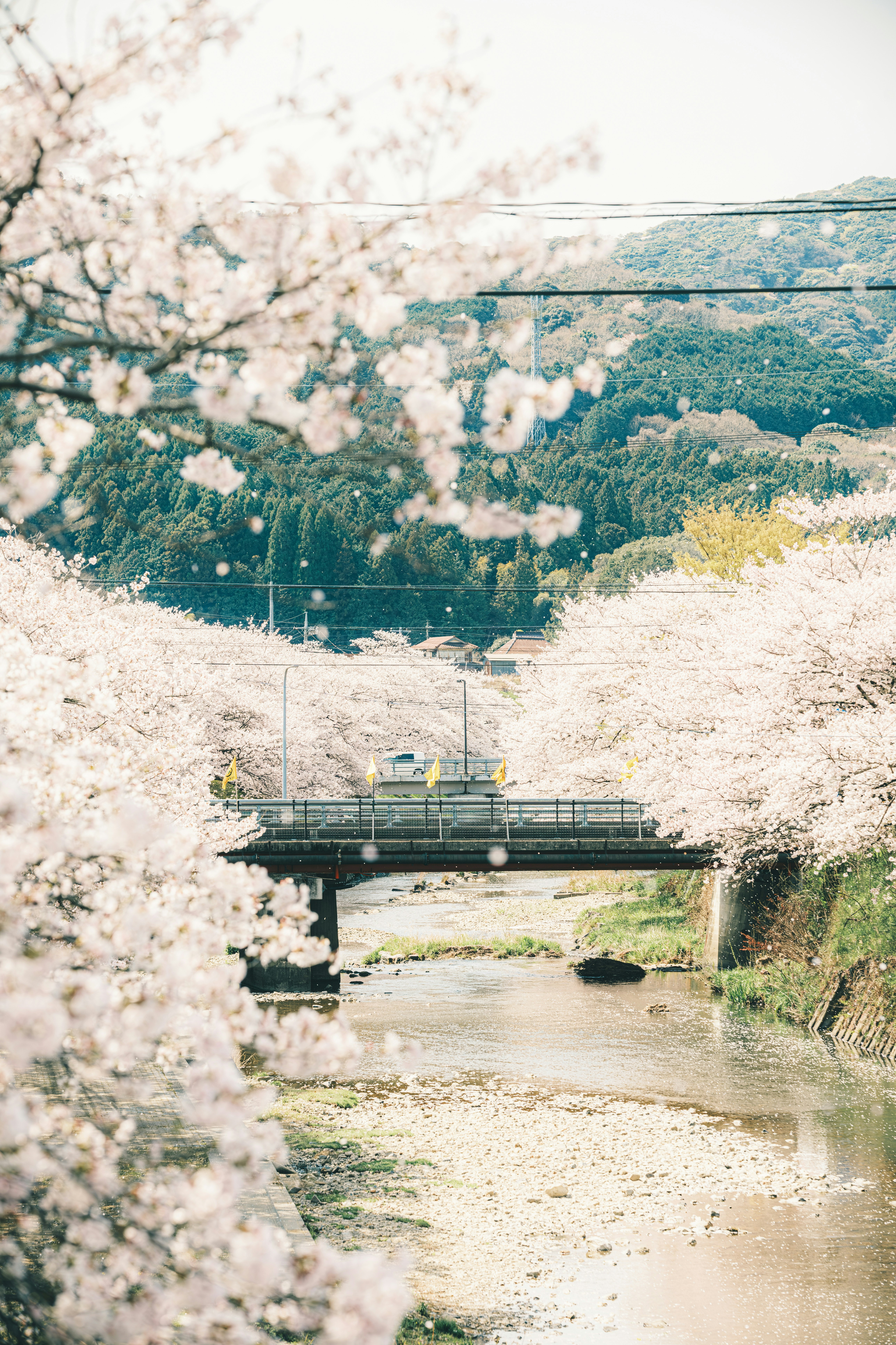 桜の花と川にかかる鉄道橋の風景
