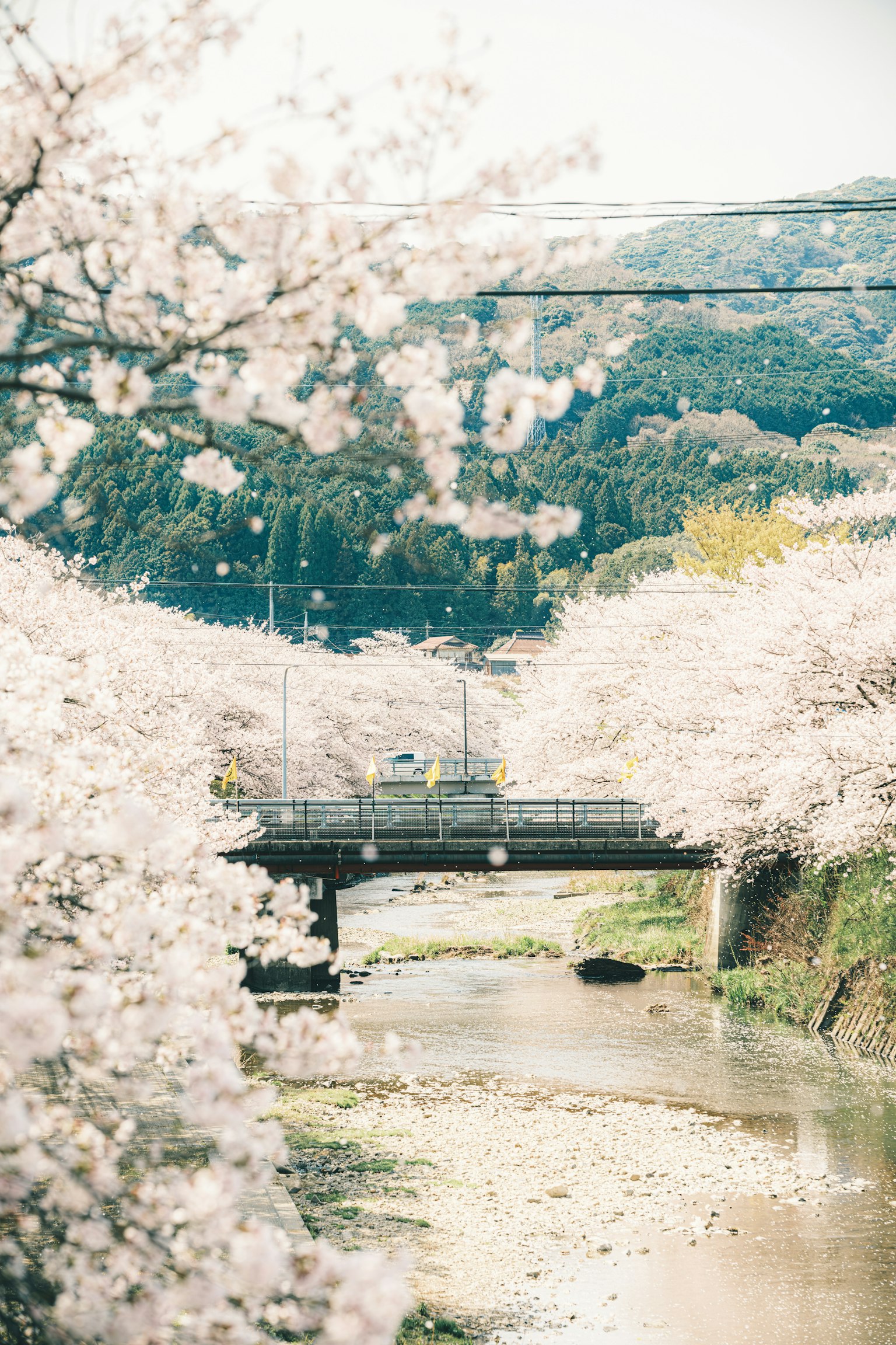 Ponte su un fiume circondato da ciliegi in fiore